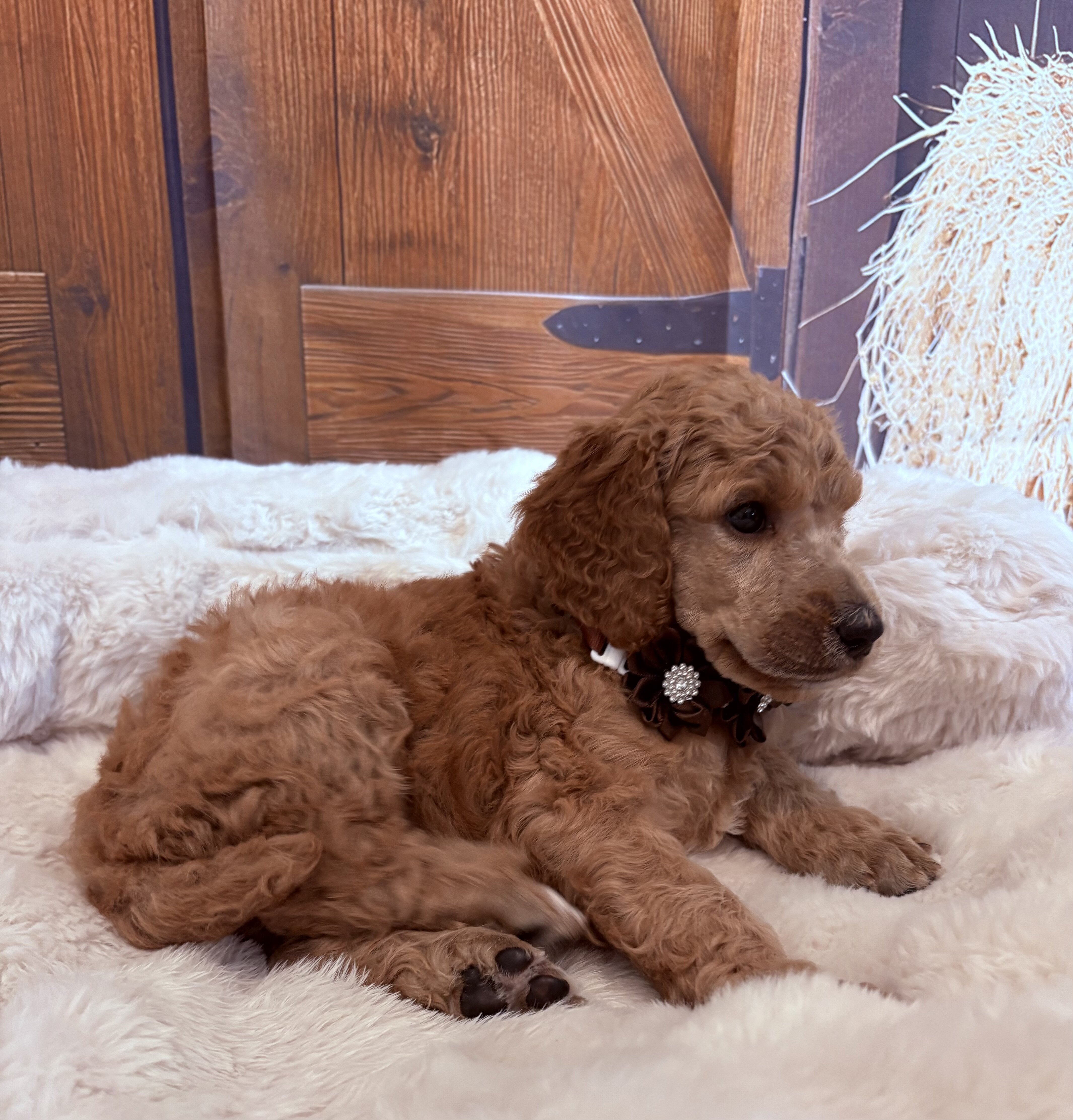 Standard Poodle image 8