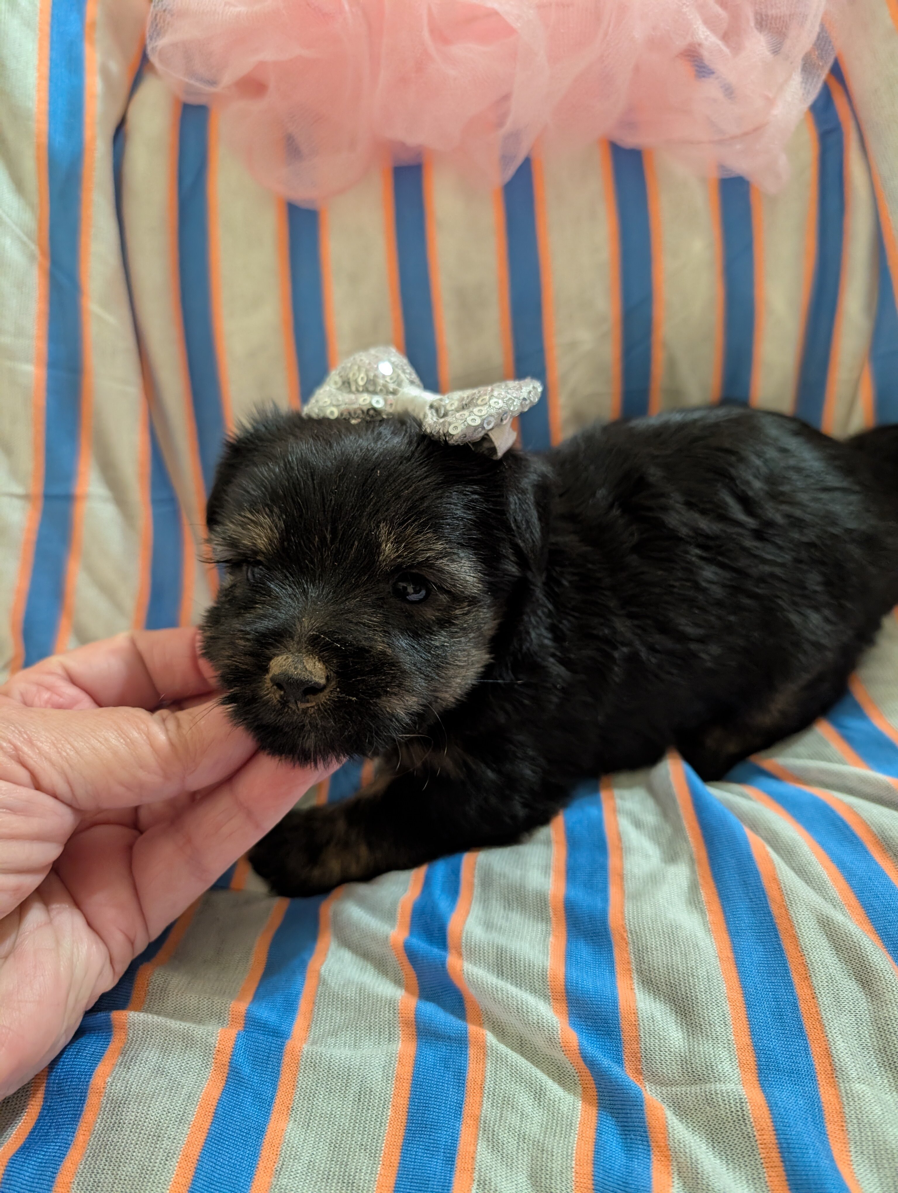 Morkie image 5