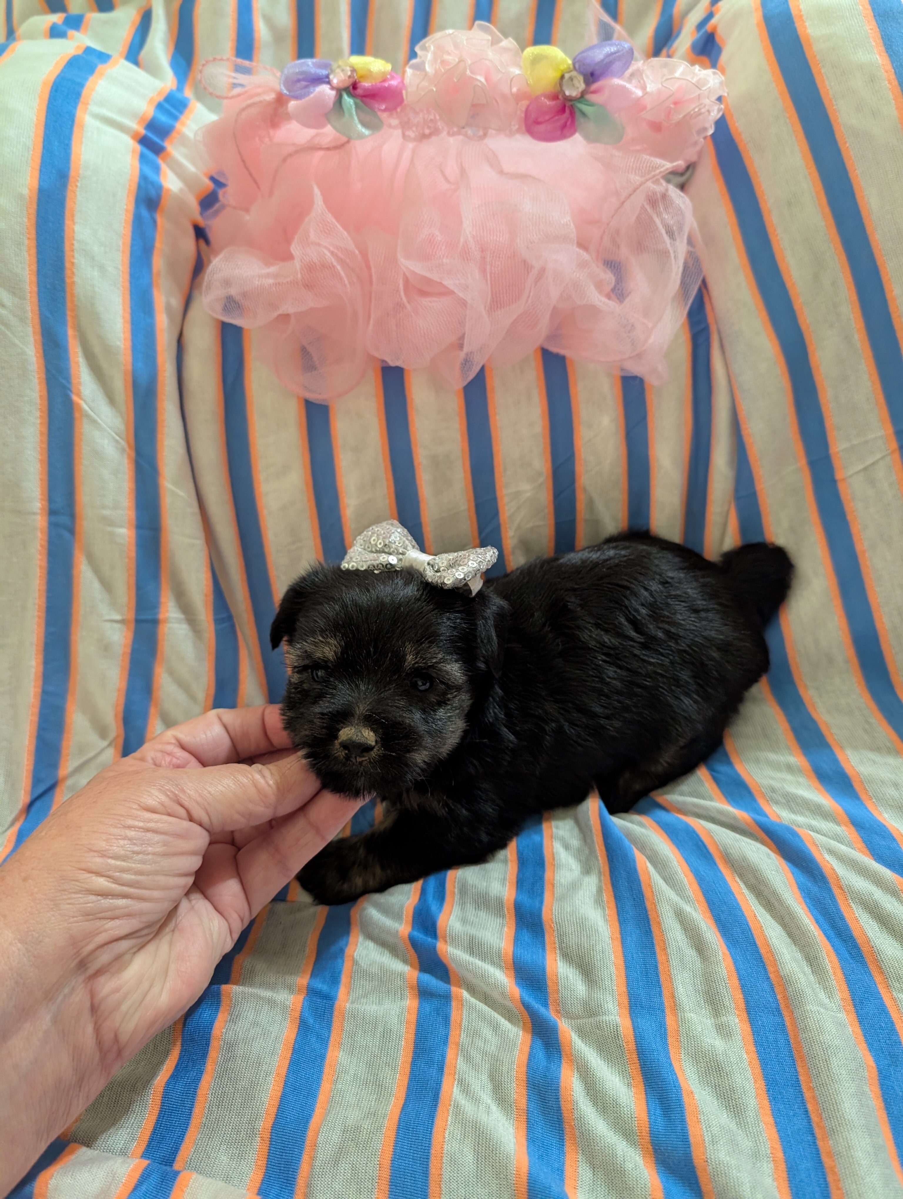 Morkie image 4