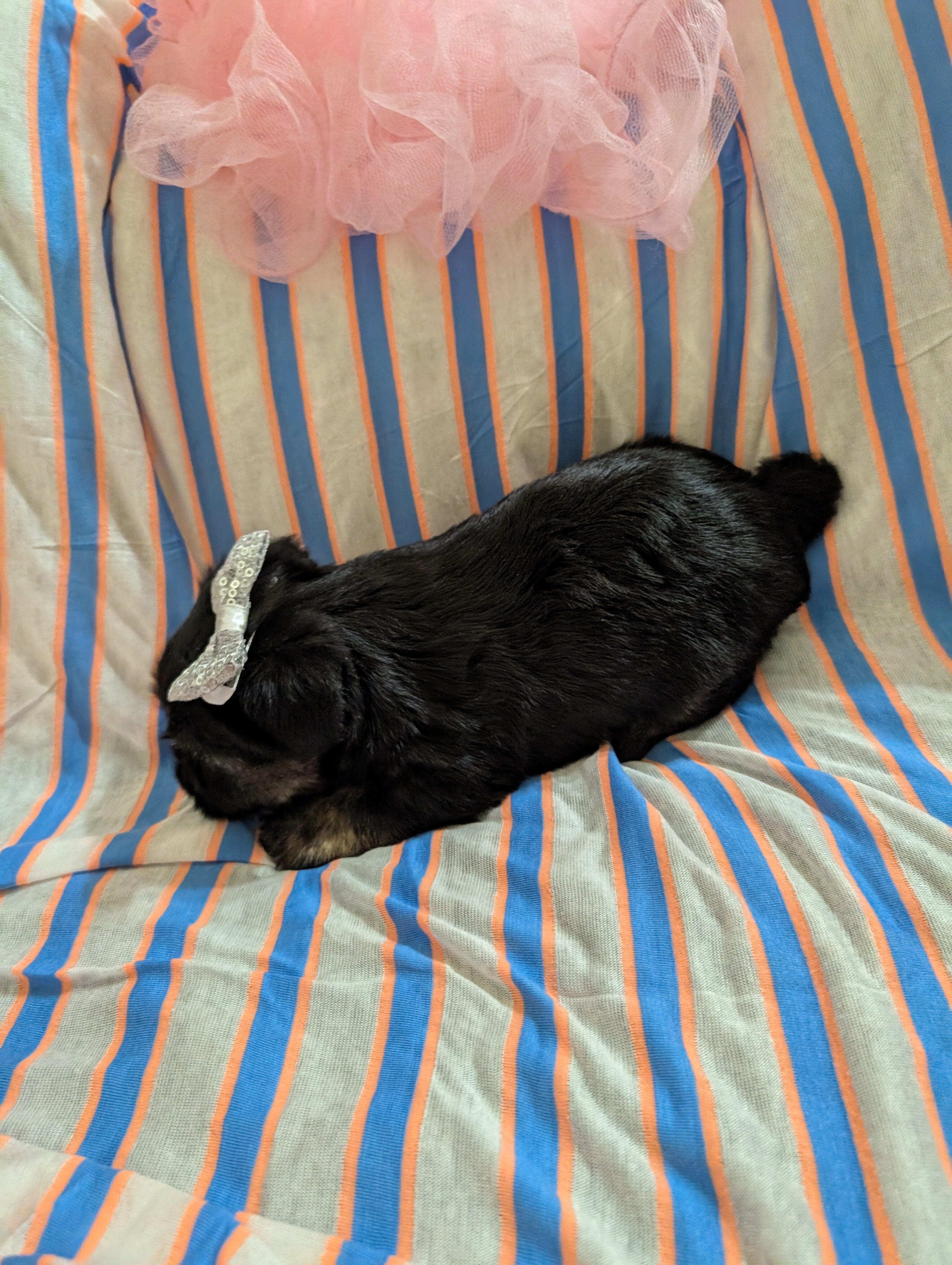 Morkie image 1