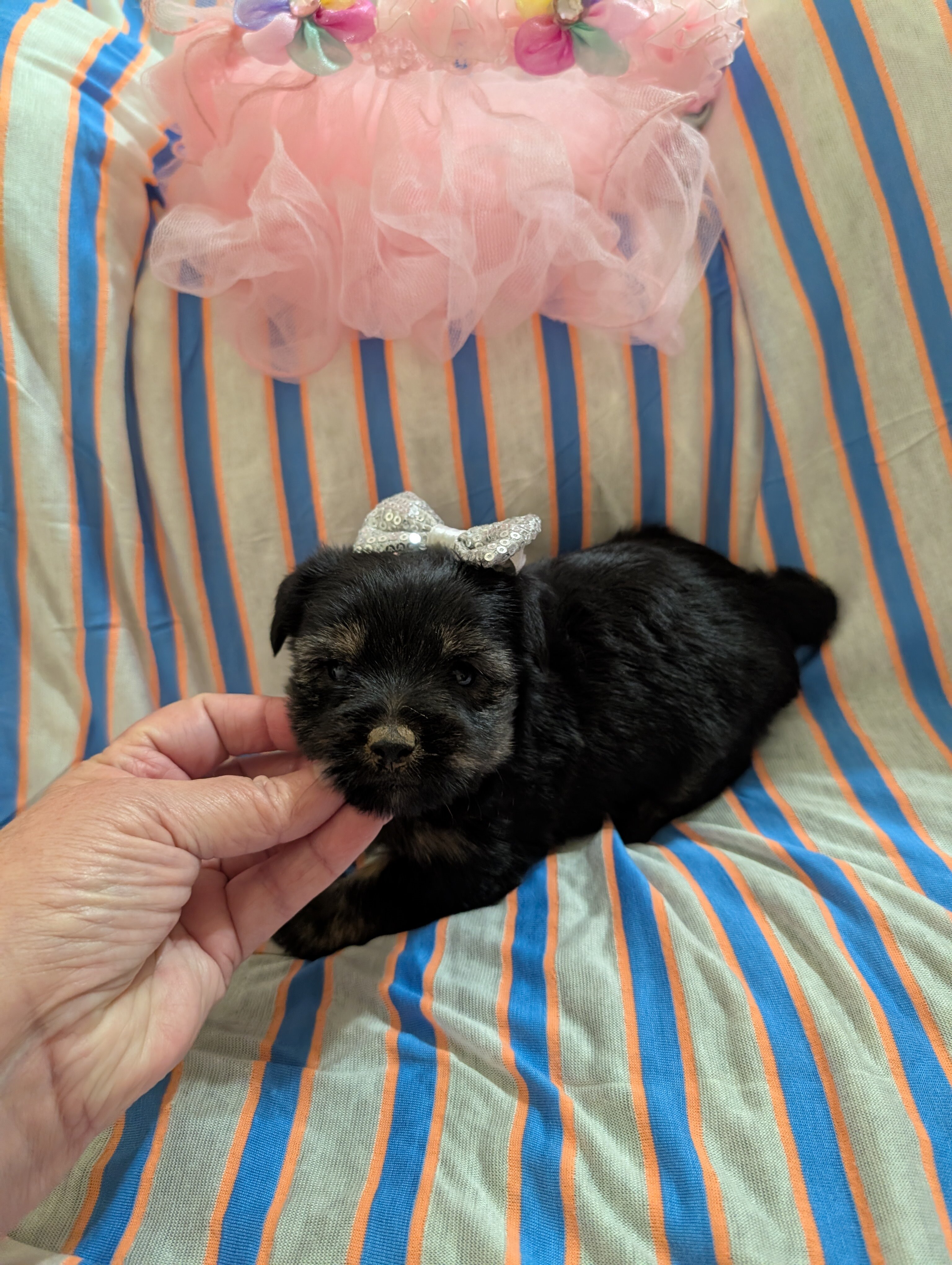 Morkie image 2