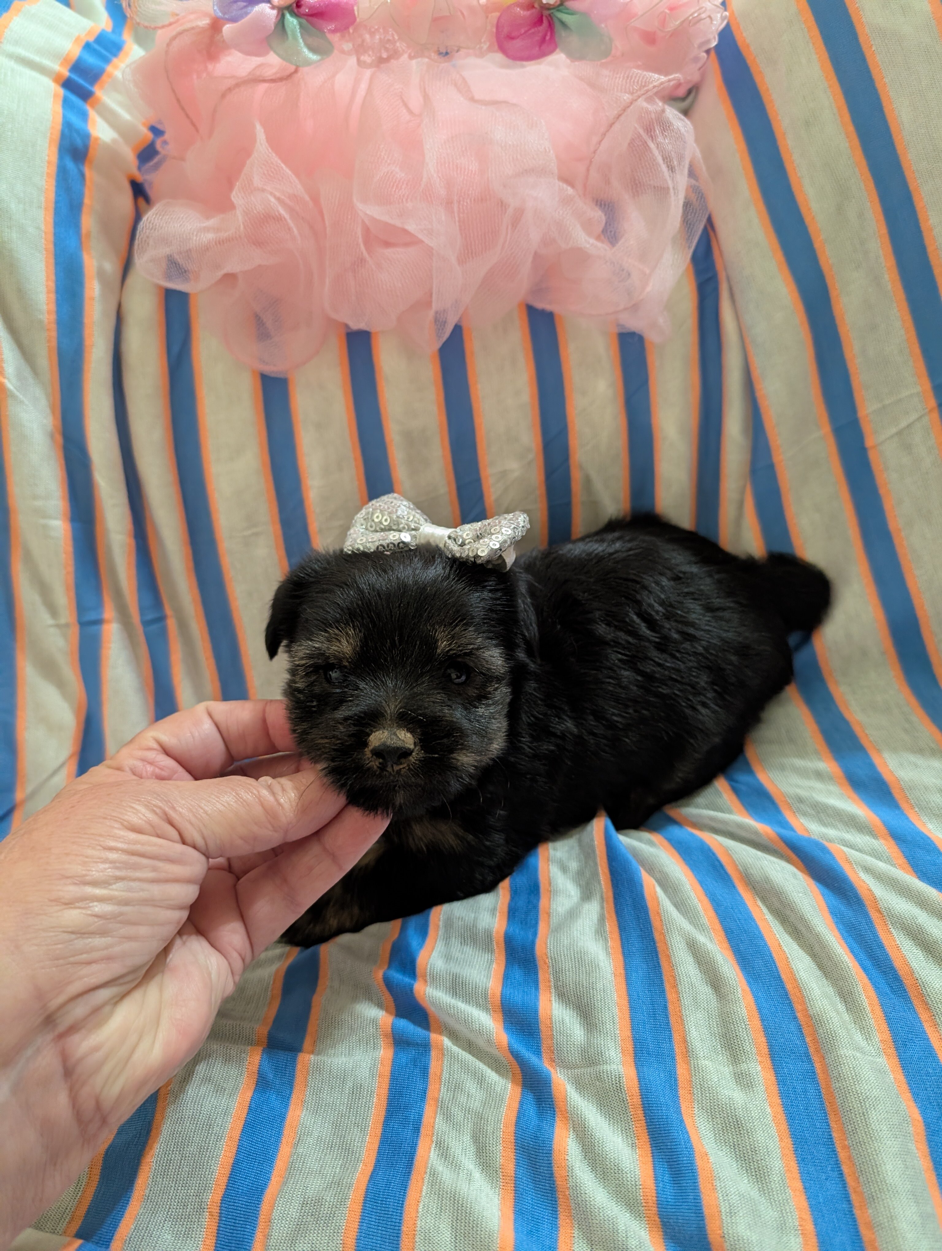 Morkie image 3