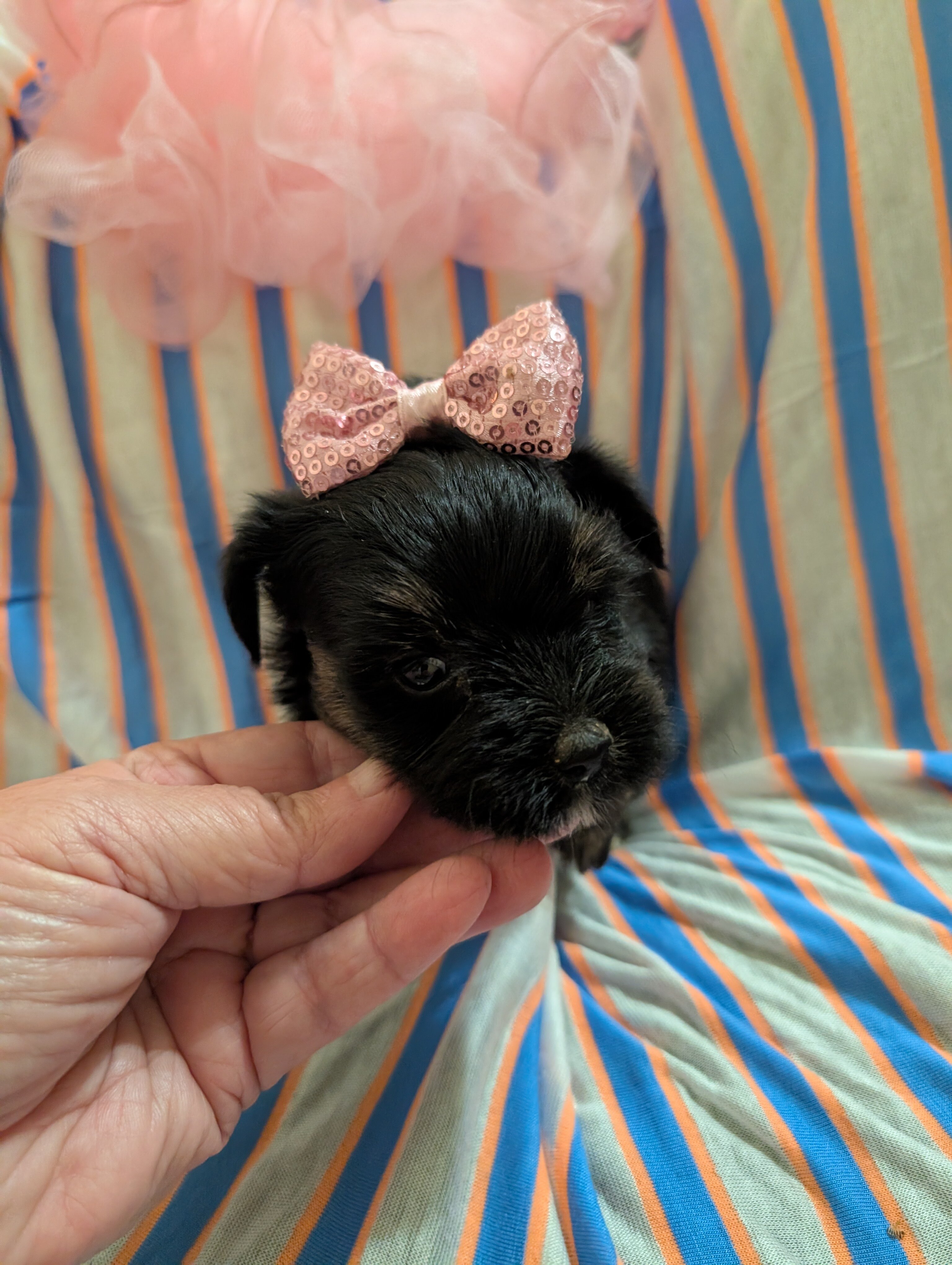Morkie puppies image 5