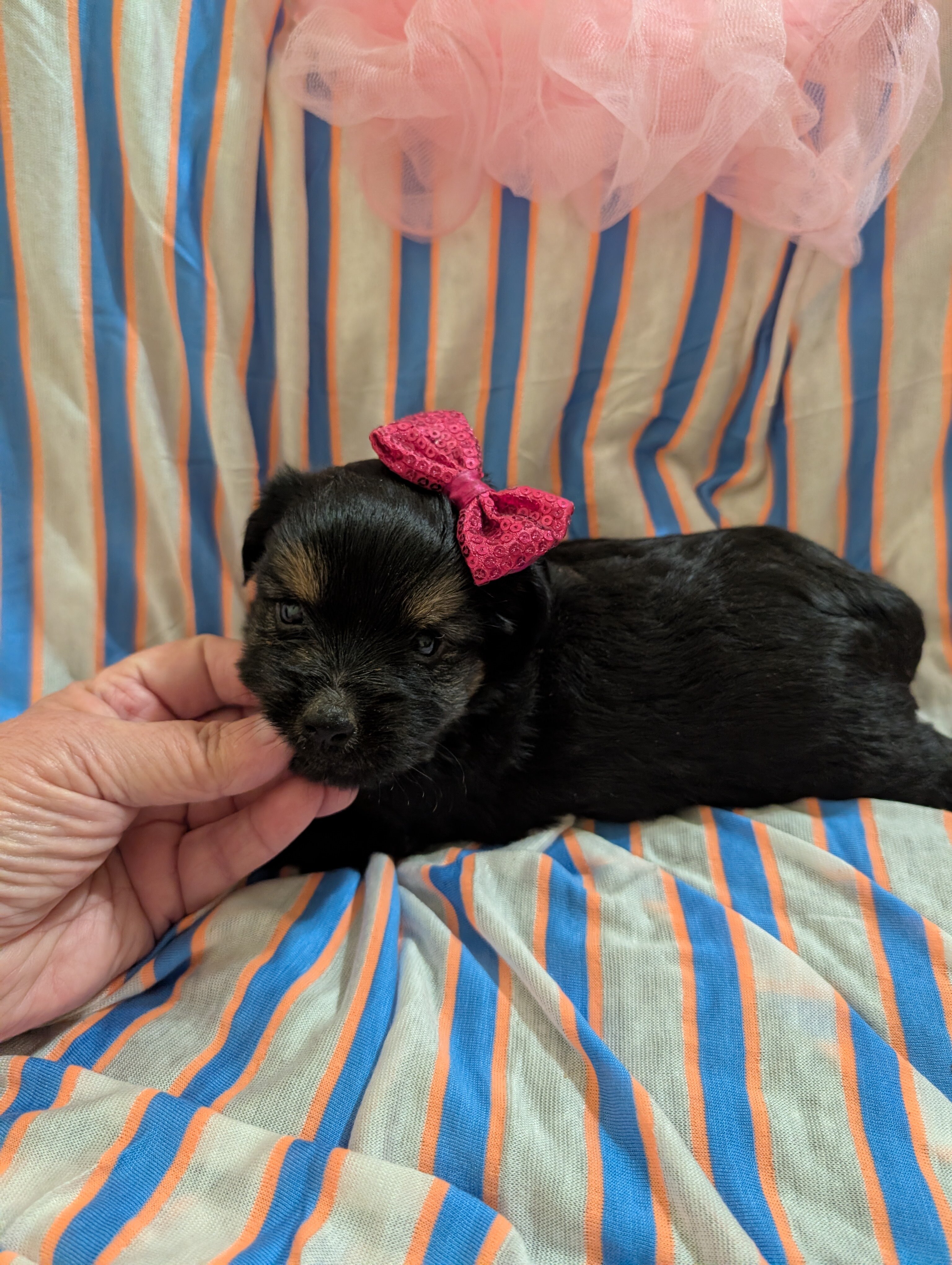 Morkie puppies image 4