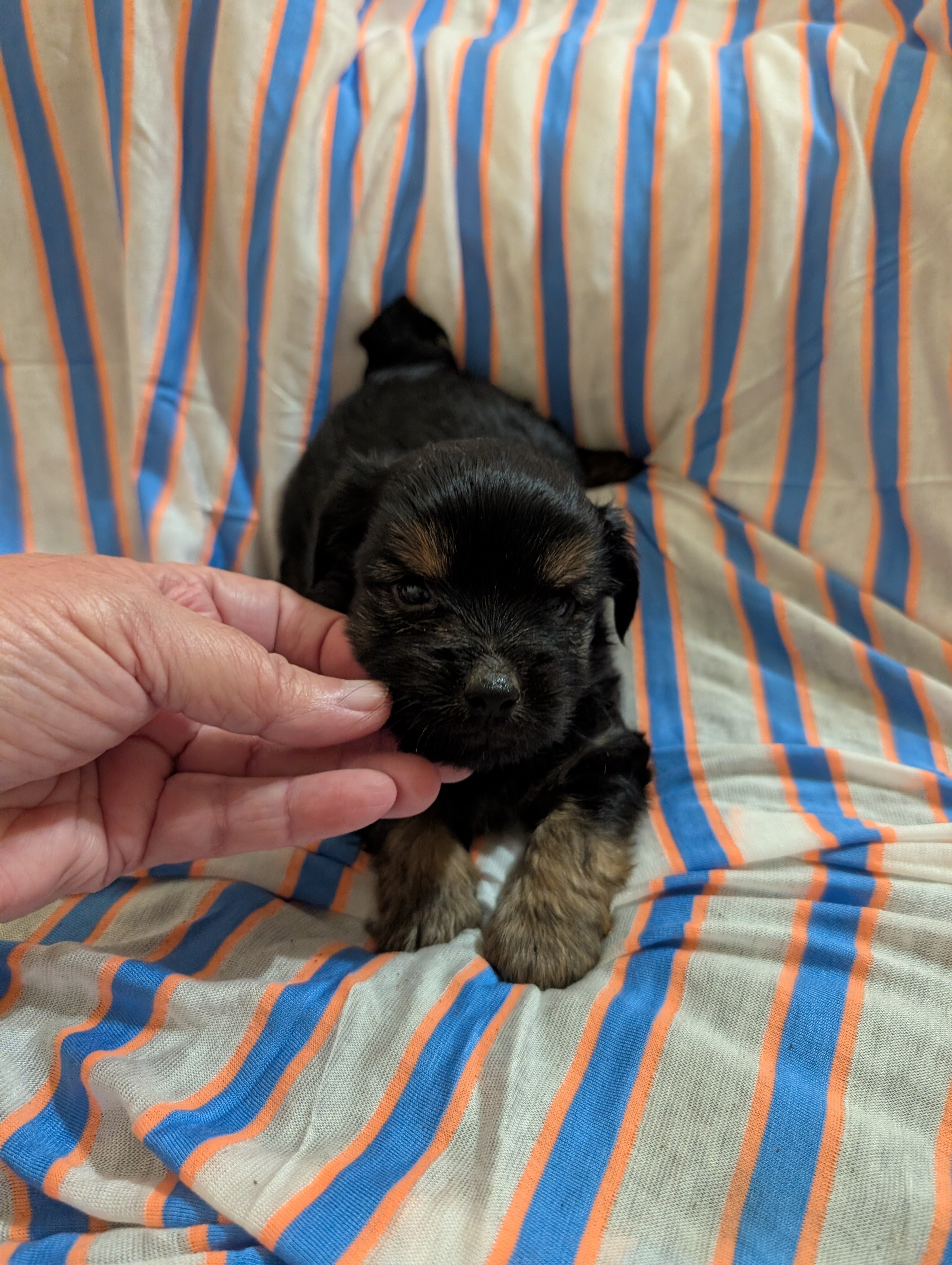 Morkie puppies image 3