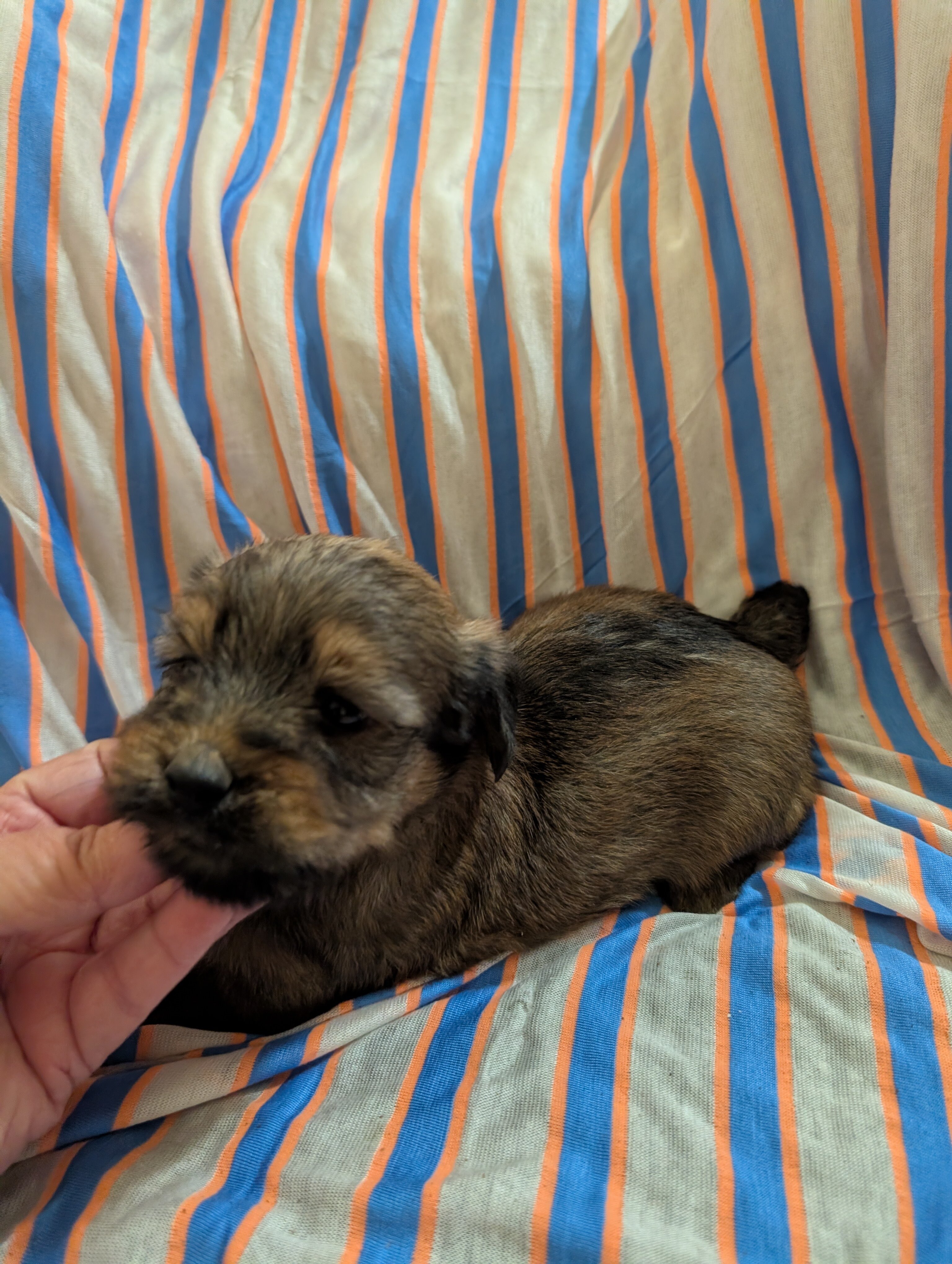 Morkie puppies image 2