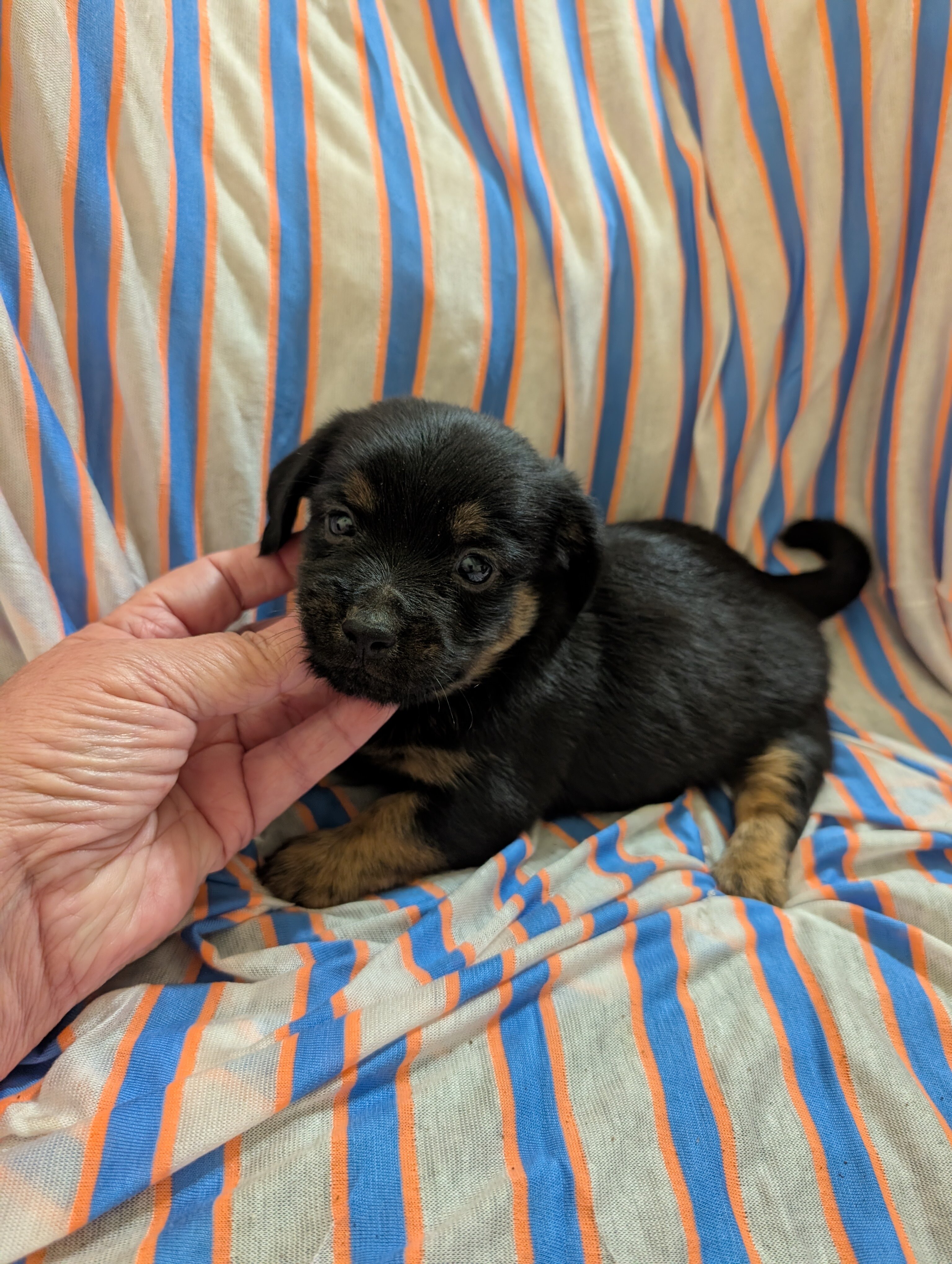 Morkie puppies image 1