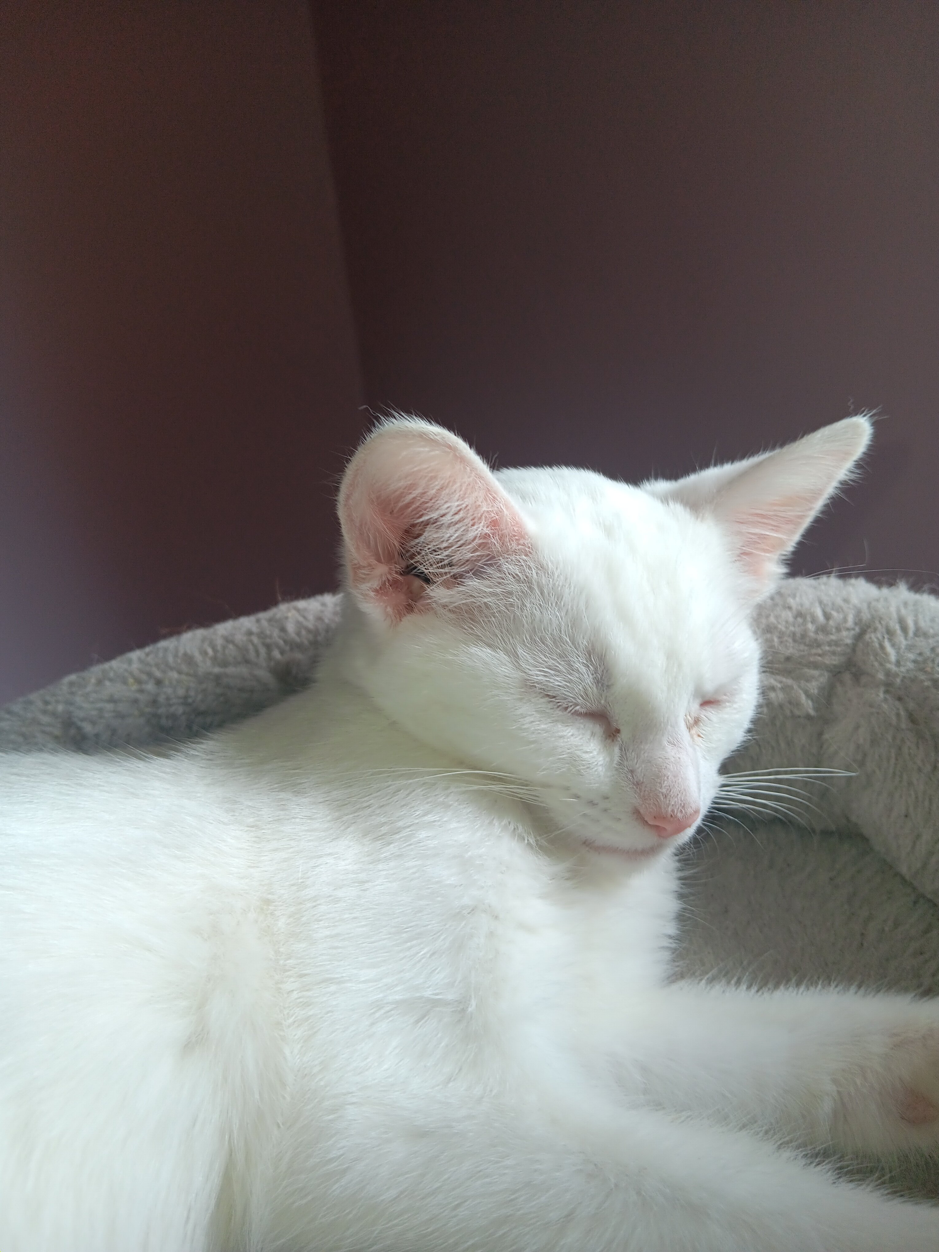 Siamese mix female kitten image 3