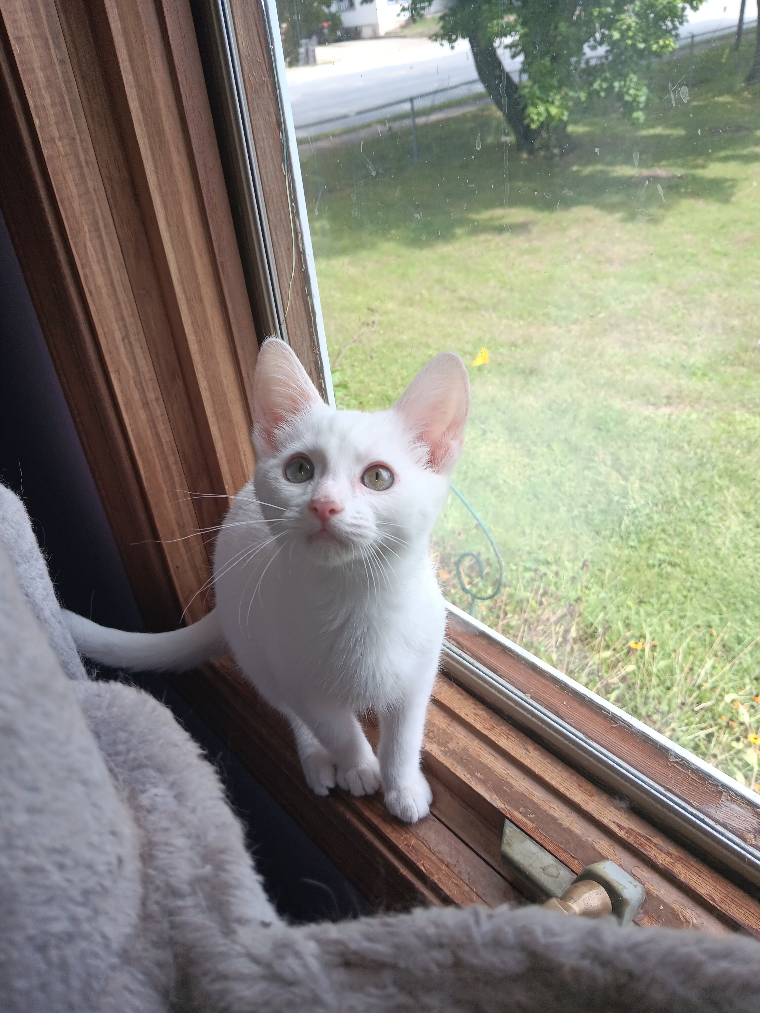 Siamese mix female kitten image 1