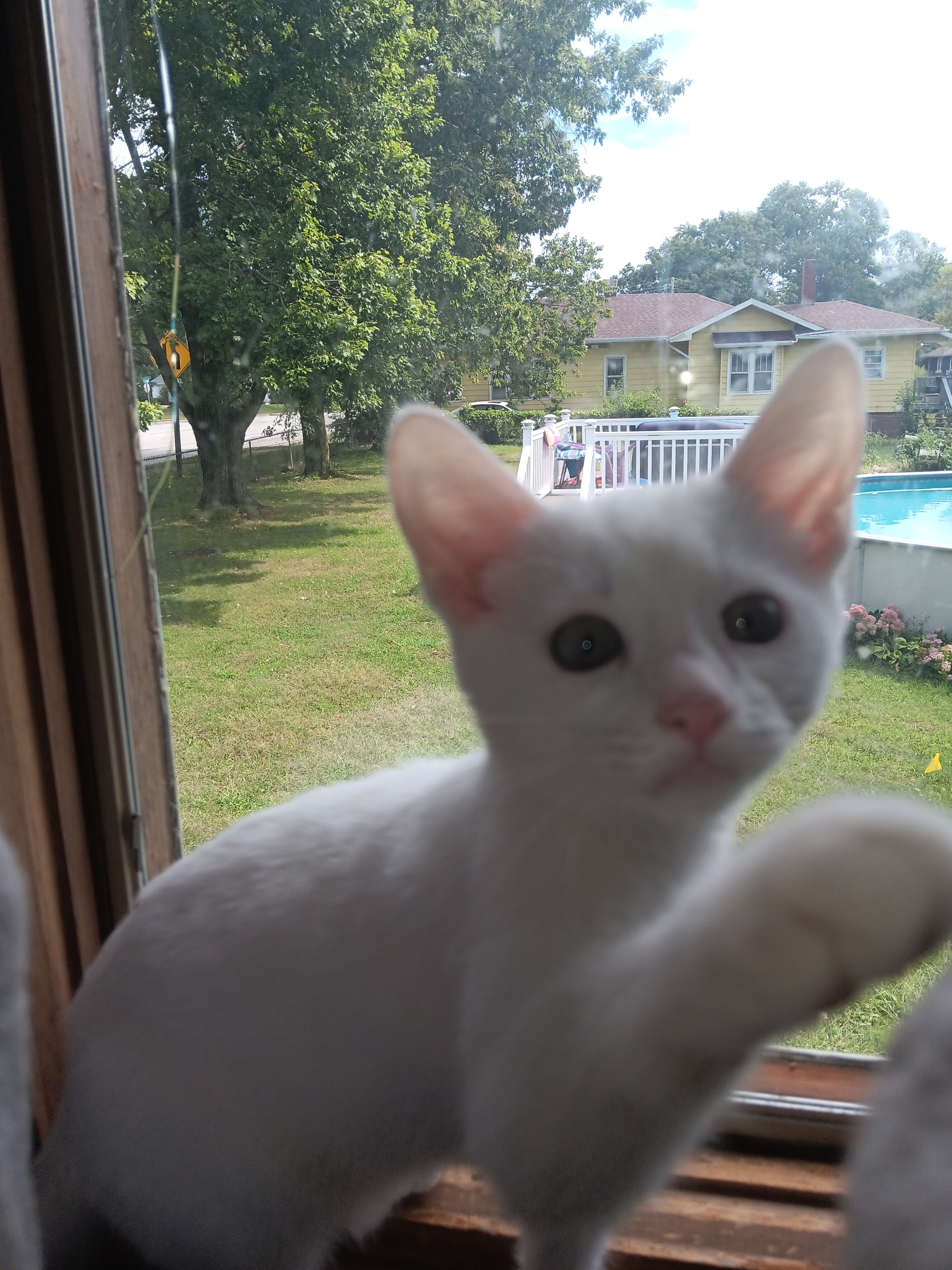 Siamese mix female kitten image 2