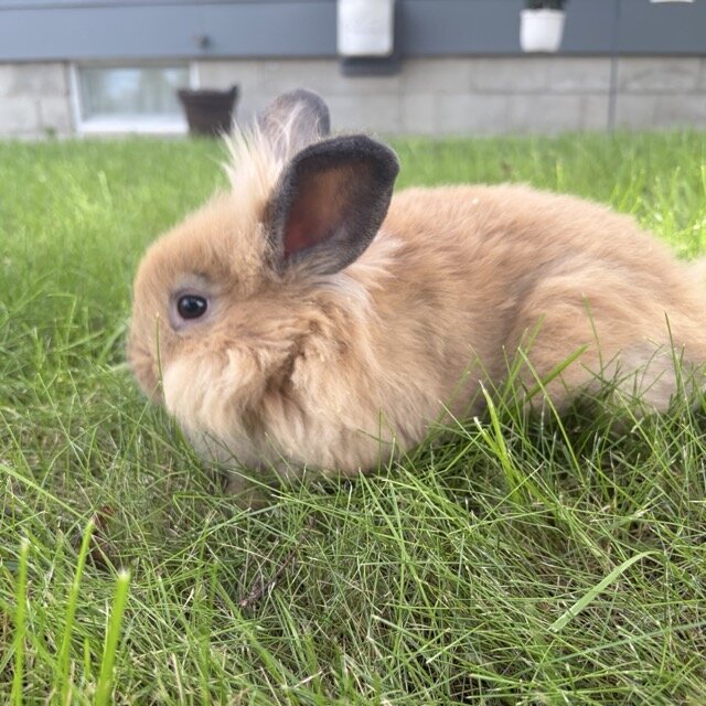 Lionhead Bunny image 1