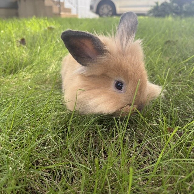 Lionhead Bunny image 2