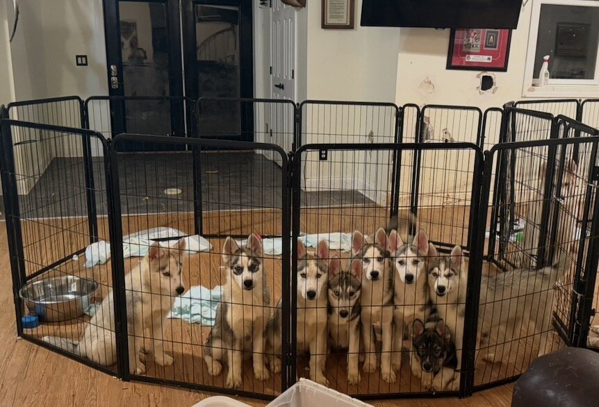 Siberian Husky Puppies image 1