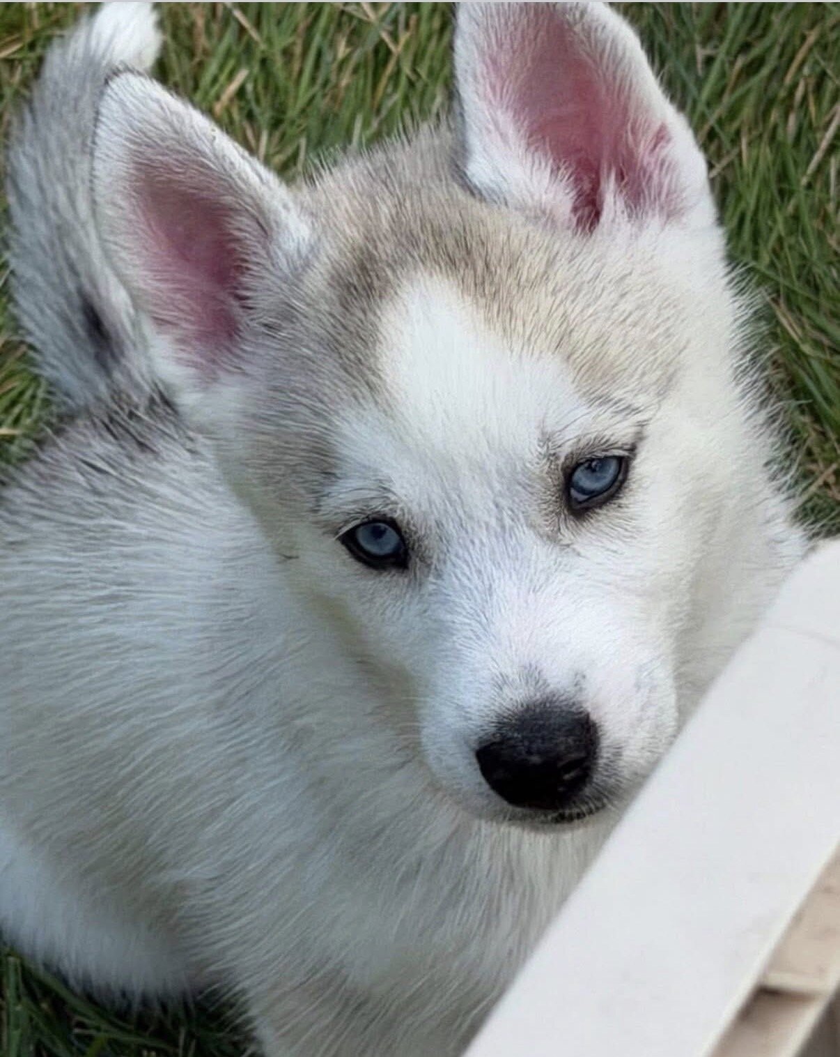 Siberian Husky Puppies image 6