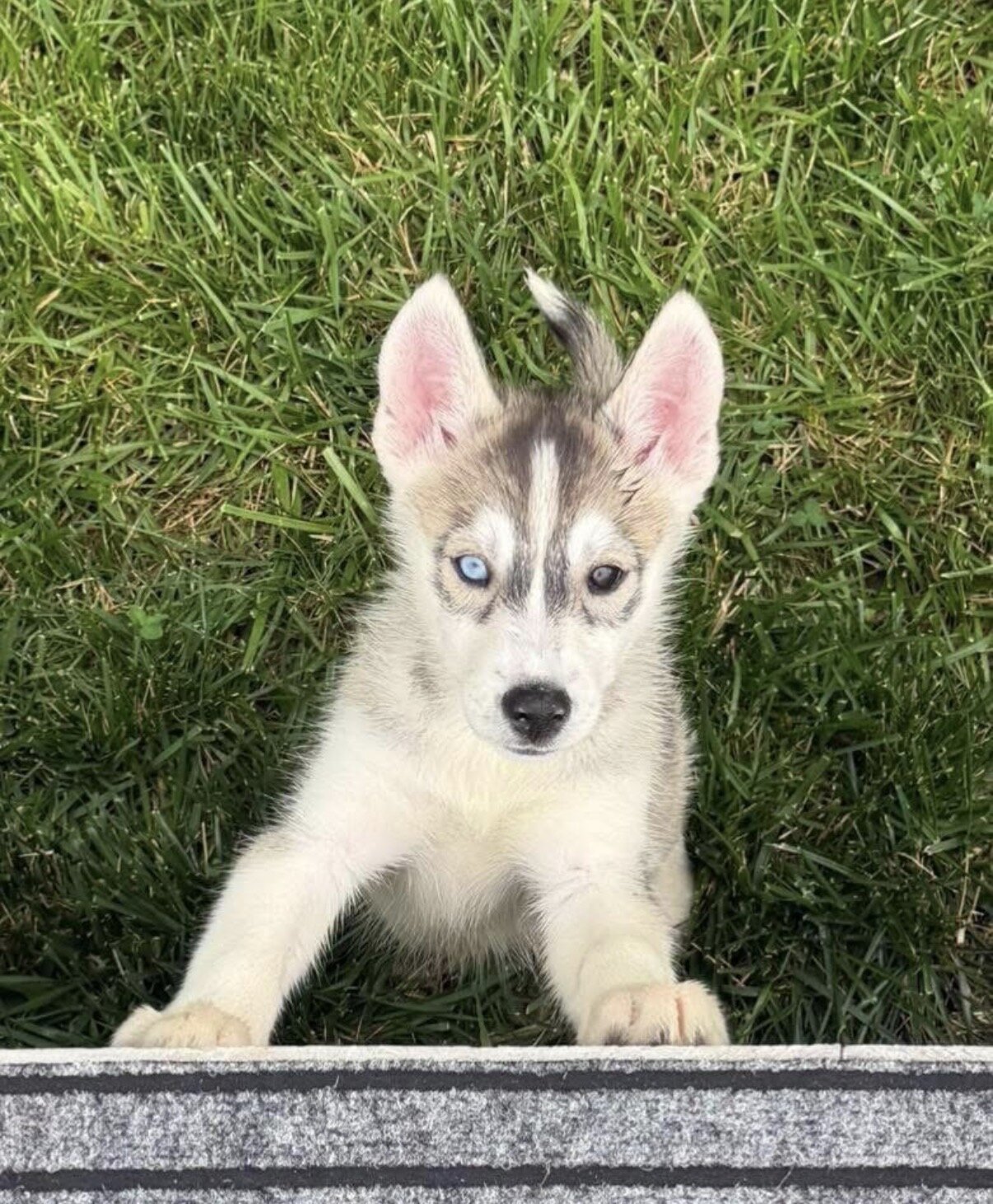 Siberian Husky Puppies image 4