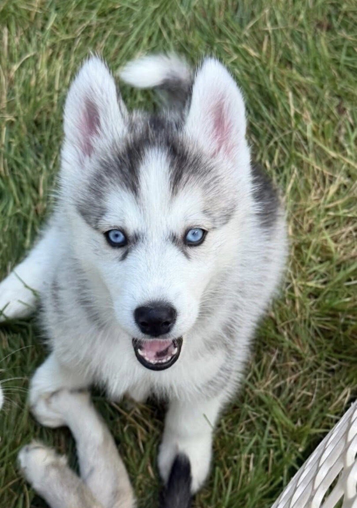 Siberian Husky Puppies image 5