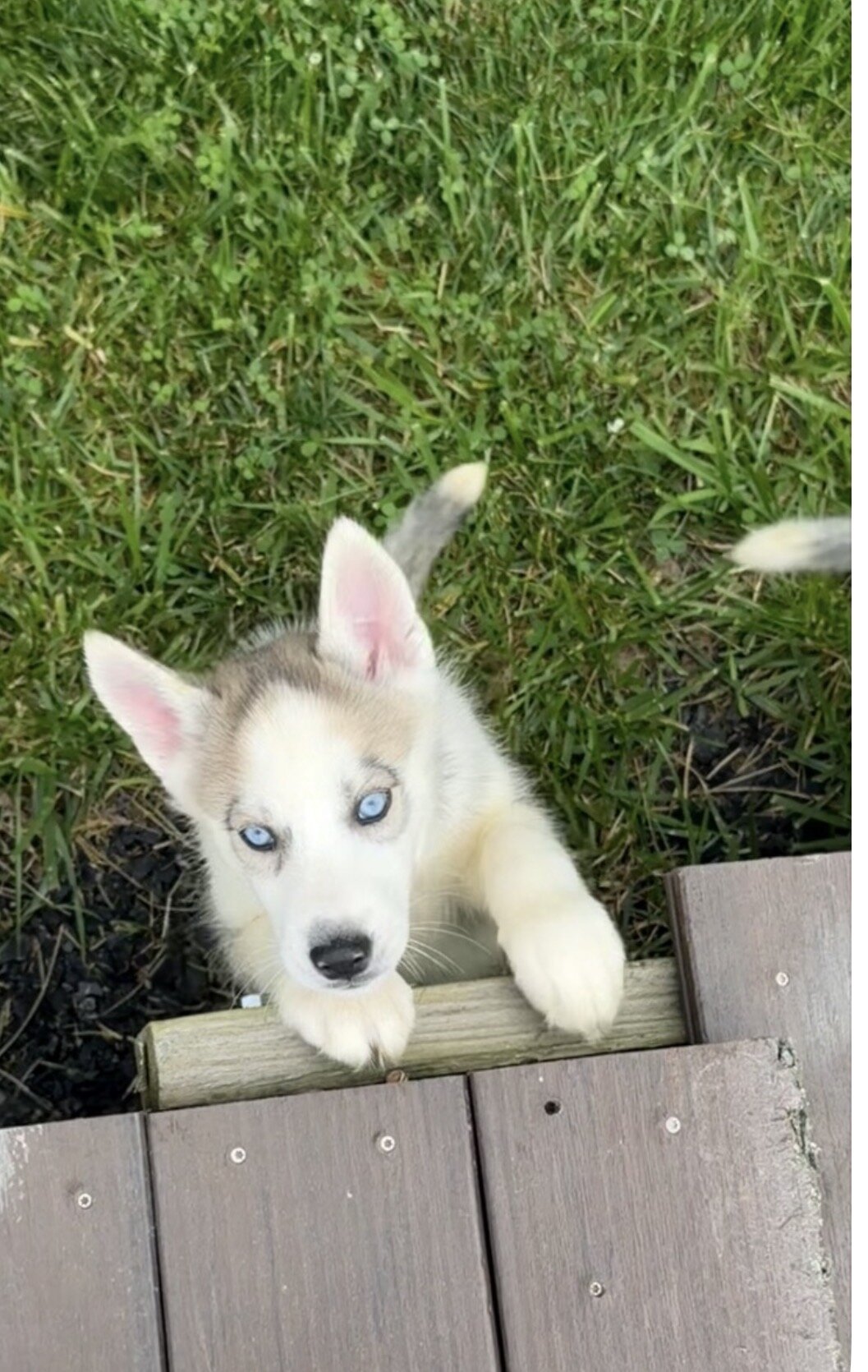 Siberian Husky Puppies image 3