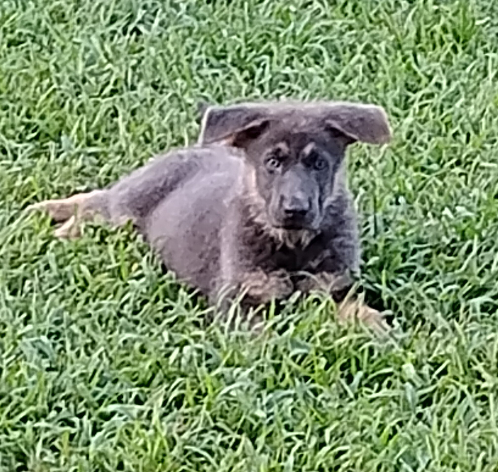 AKC German shepherd puppies image 8