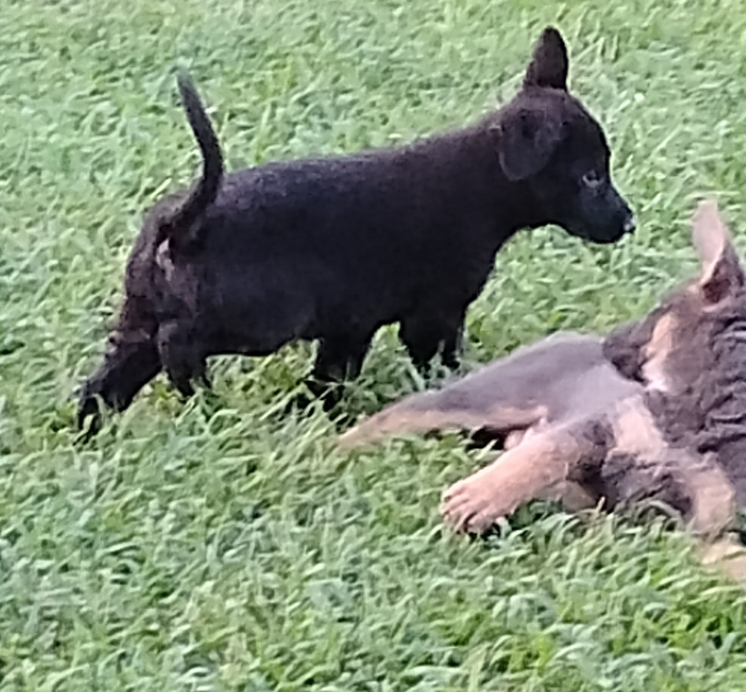 AKC German shepherd puppies image 9