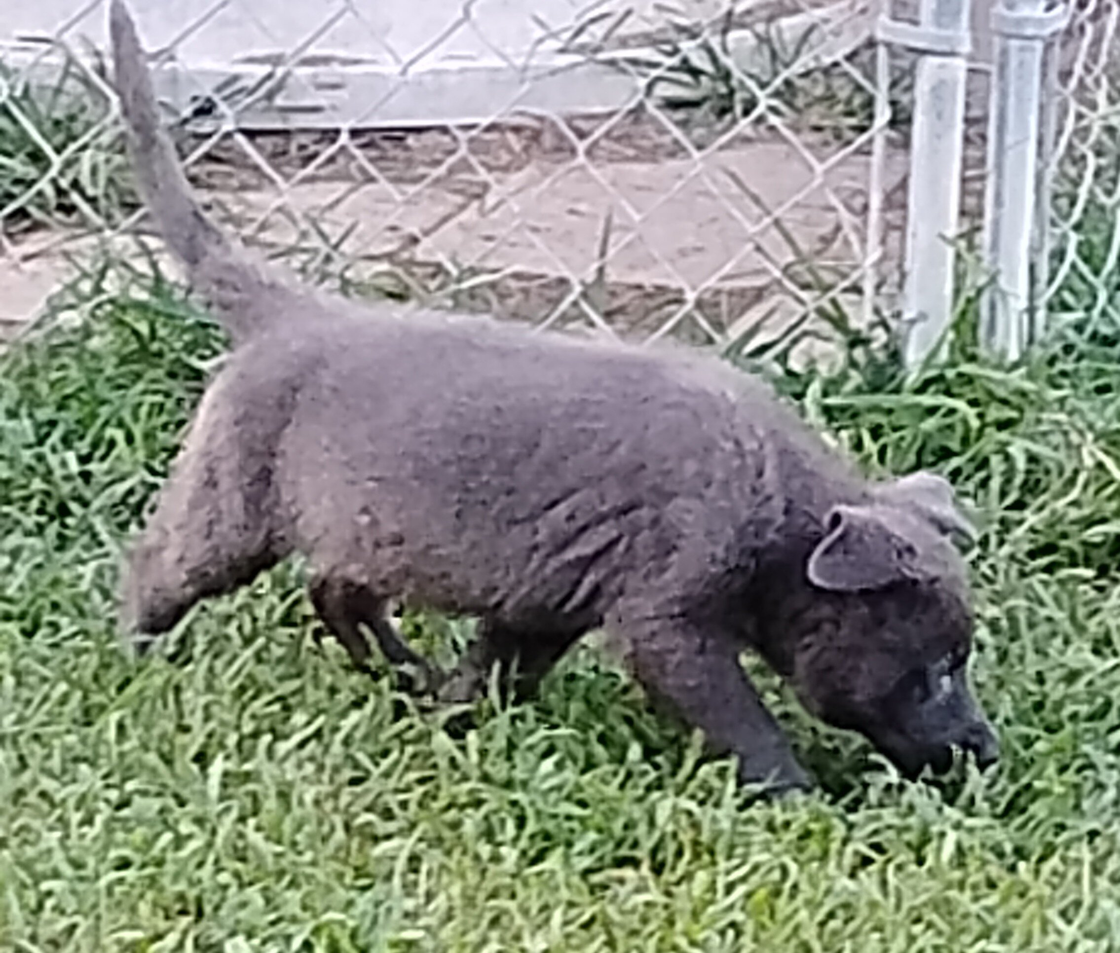 AKC German shepherd puppies image 7