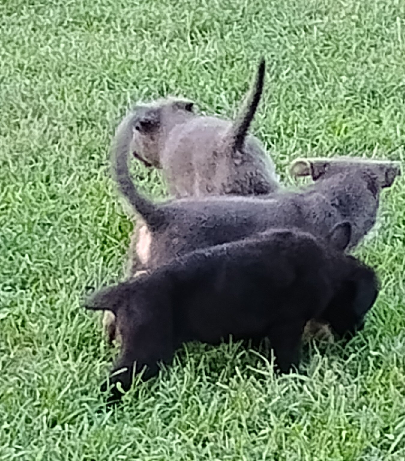 AKC German shepherd puppies image 1