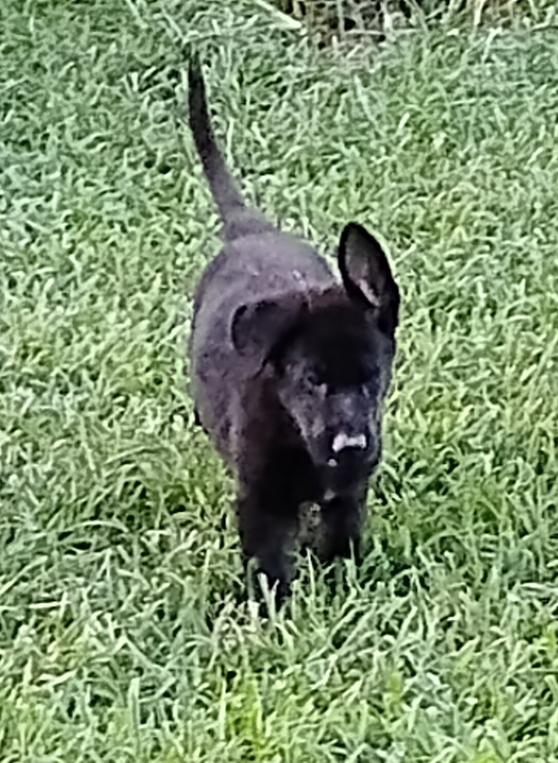 AKC German shepherd puppies image 6
