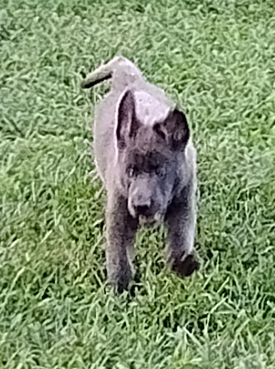 AKC German shepherd puppies image 5