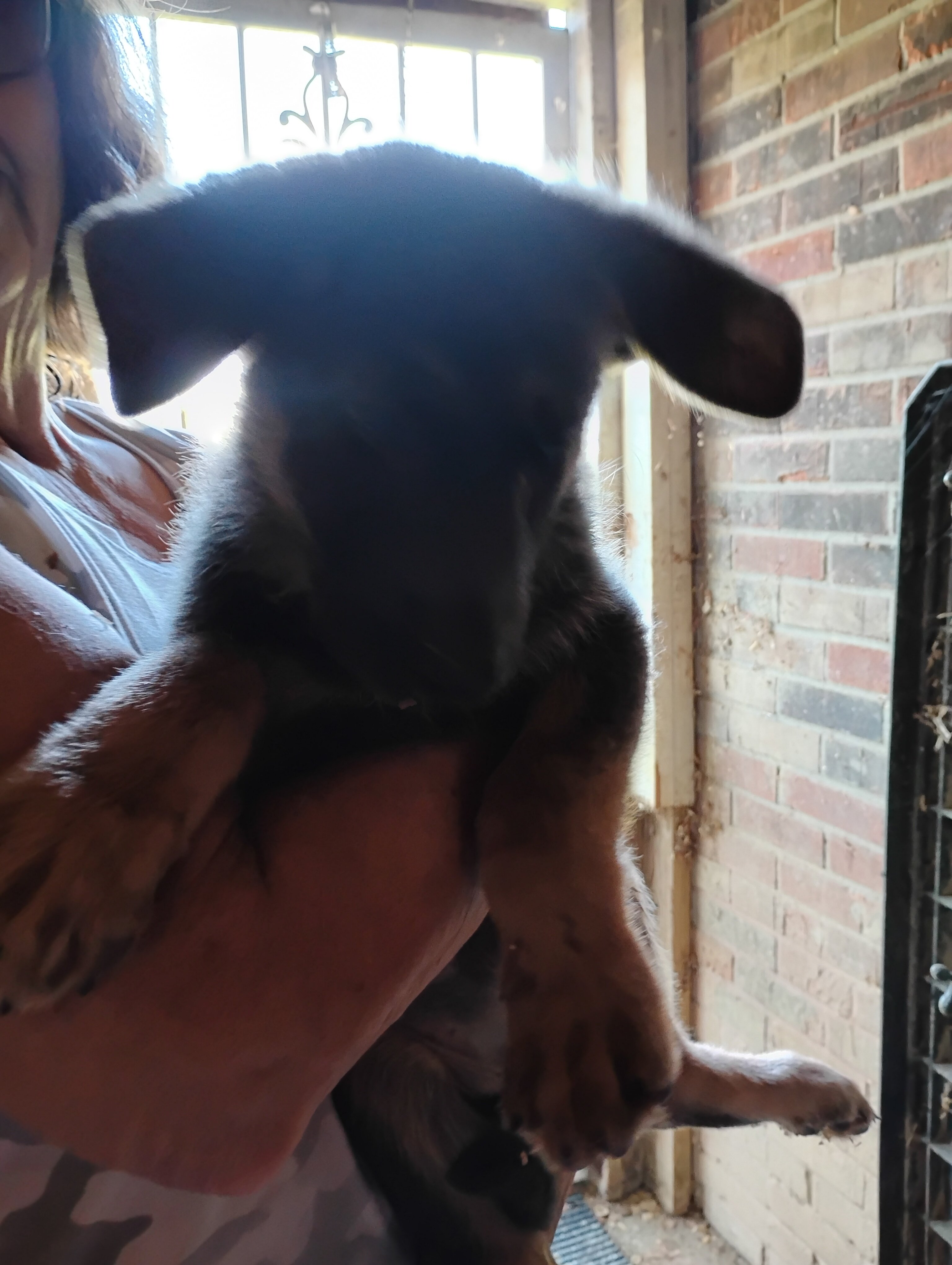 AKC German shepherd puppies image 3