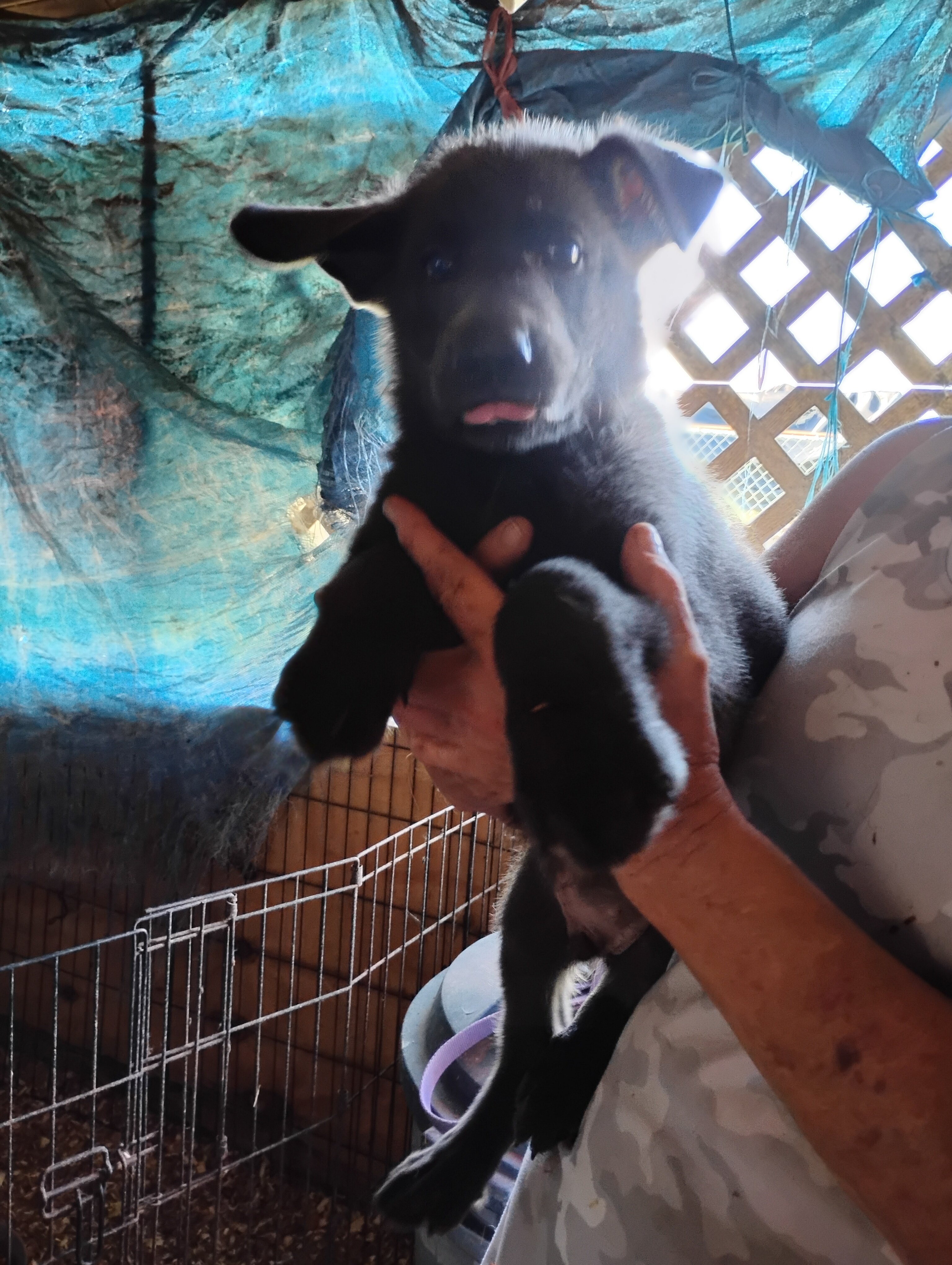 AKC German shepherd puppies image 2