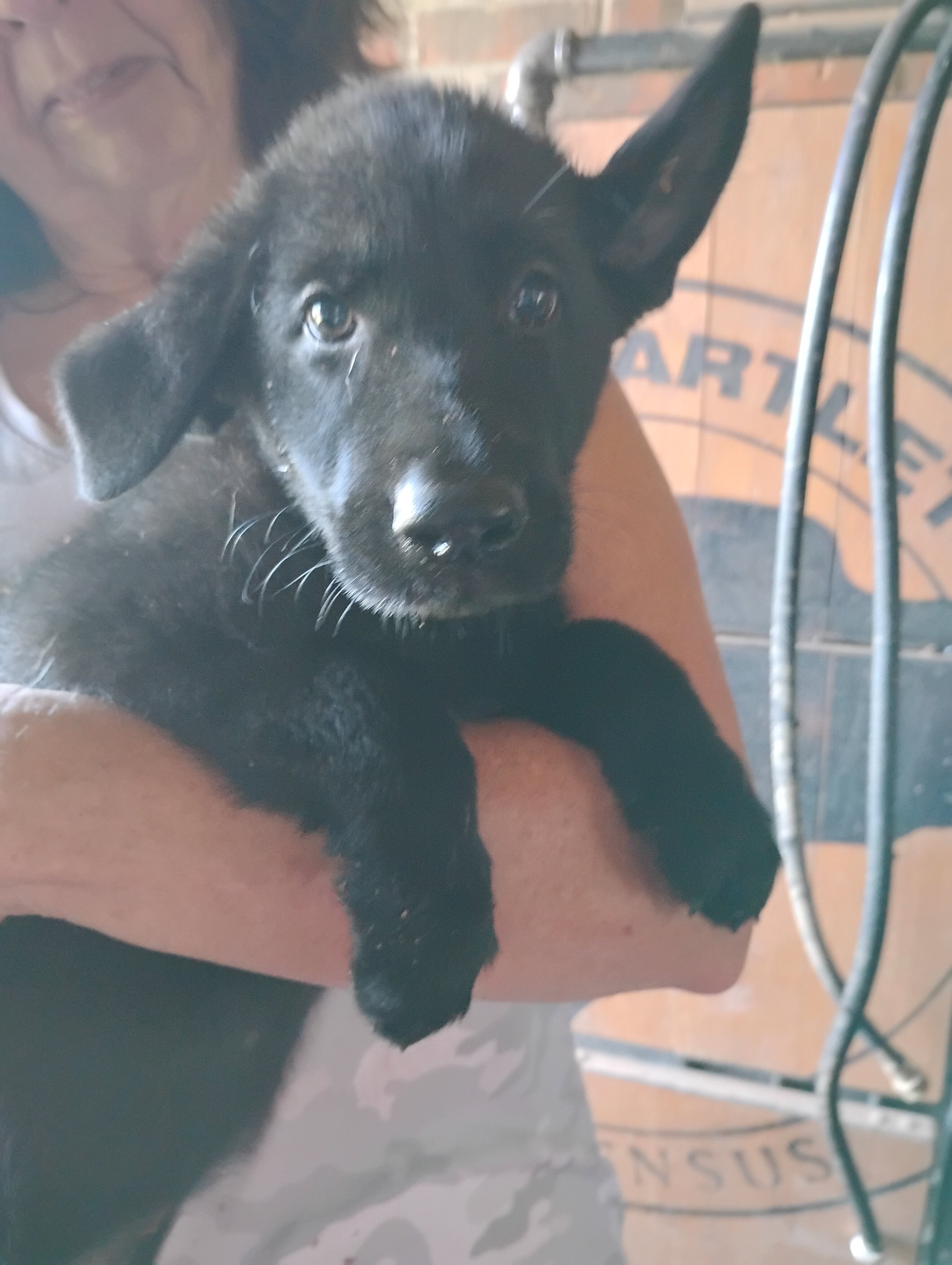 AKC German shepherd puppies image 4