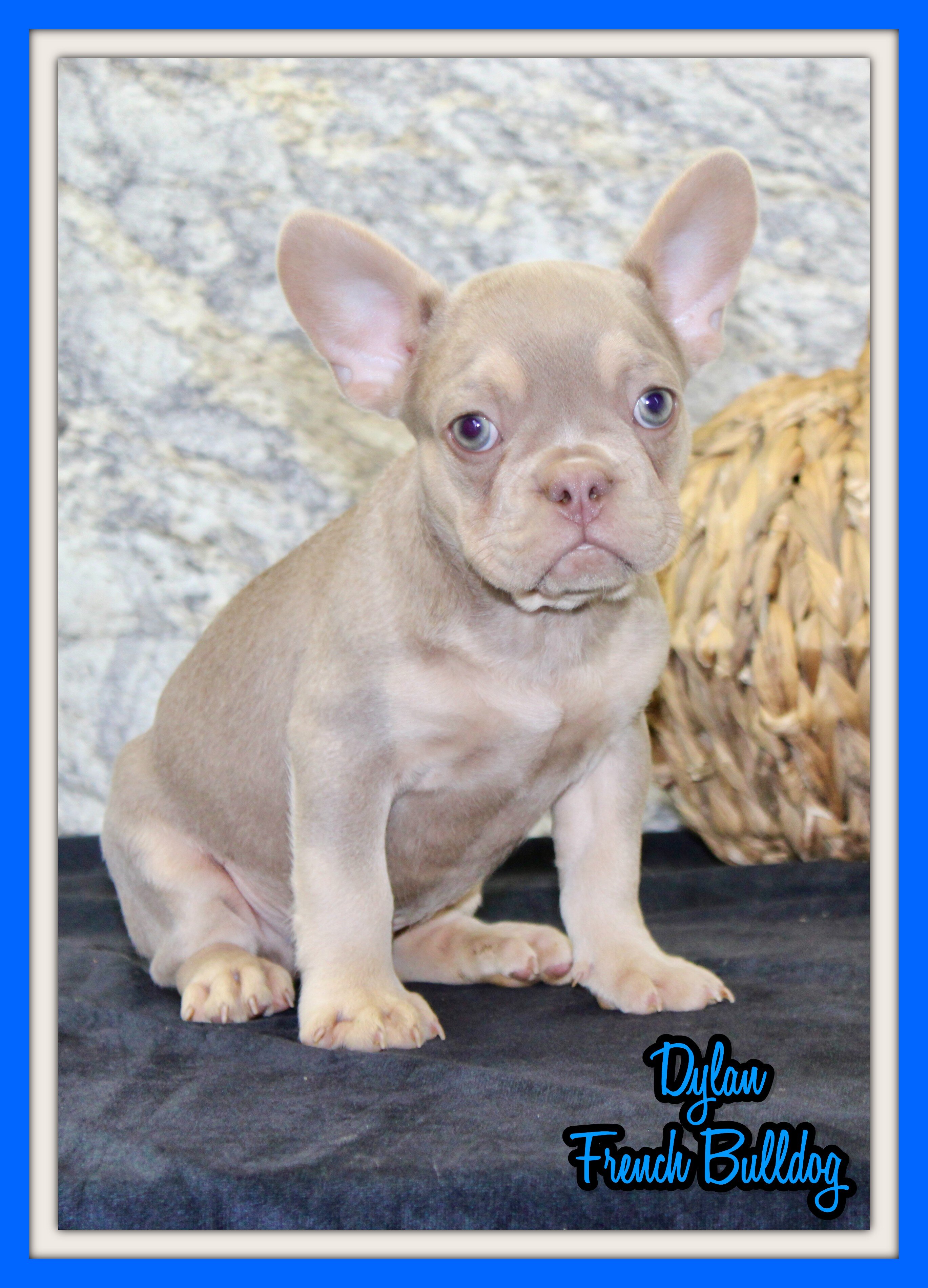Dylan Male AKC French Bulldog image 1
