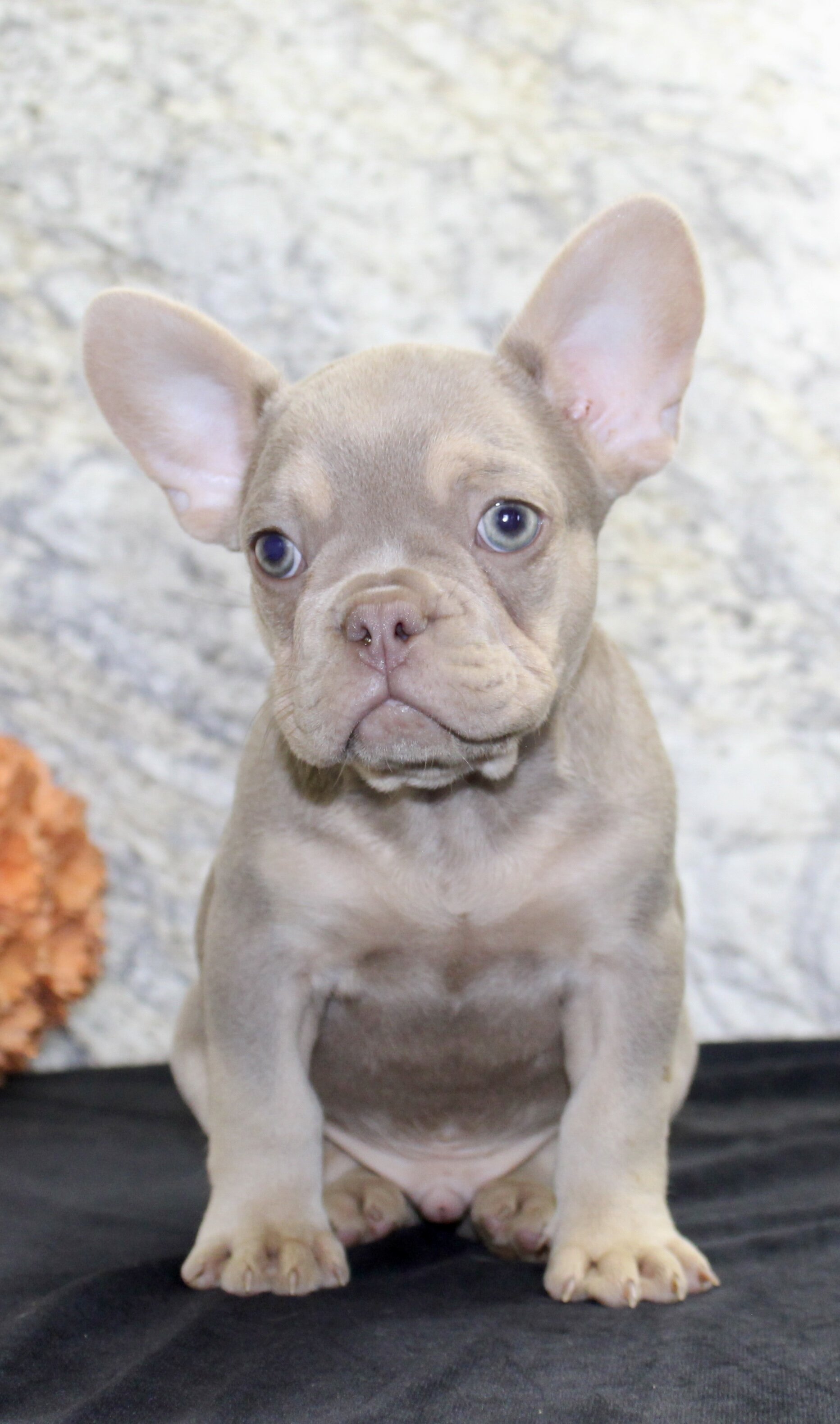 Dylan Male AKC French Bulldog image 5