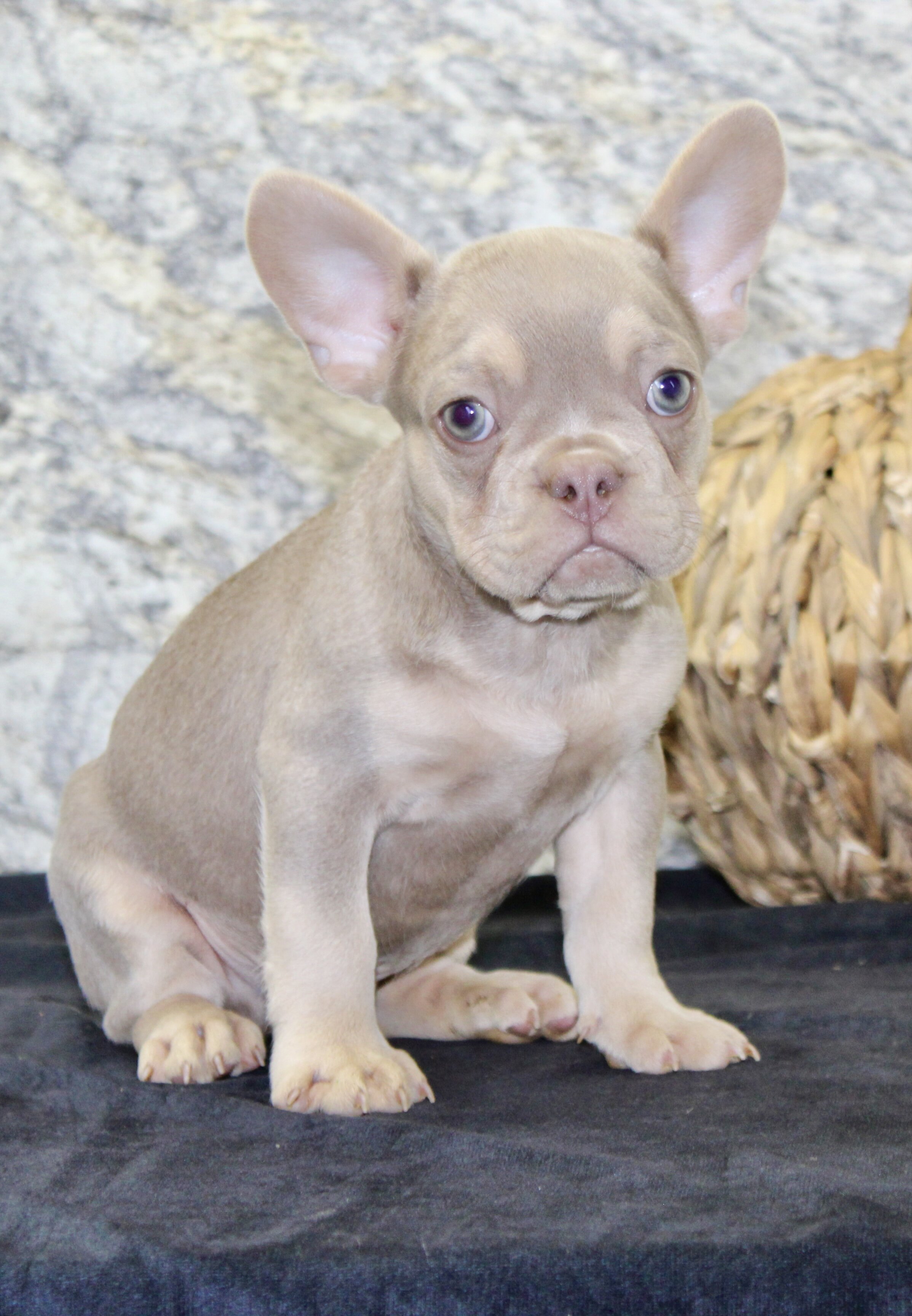 Dylan Male AKC French Bulldog image 2