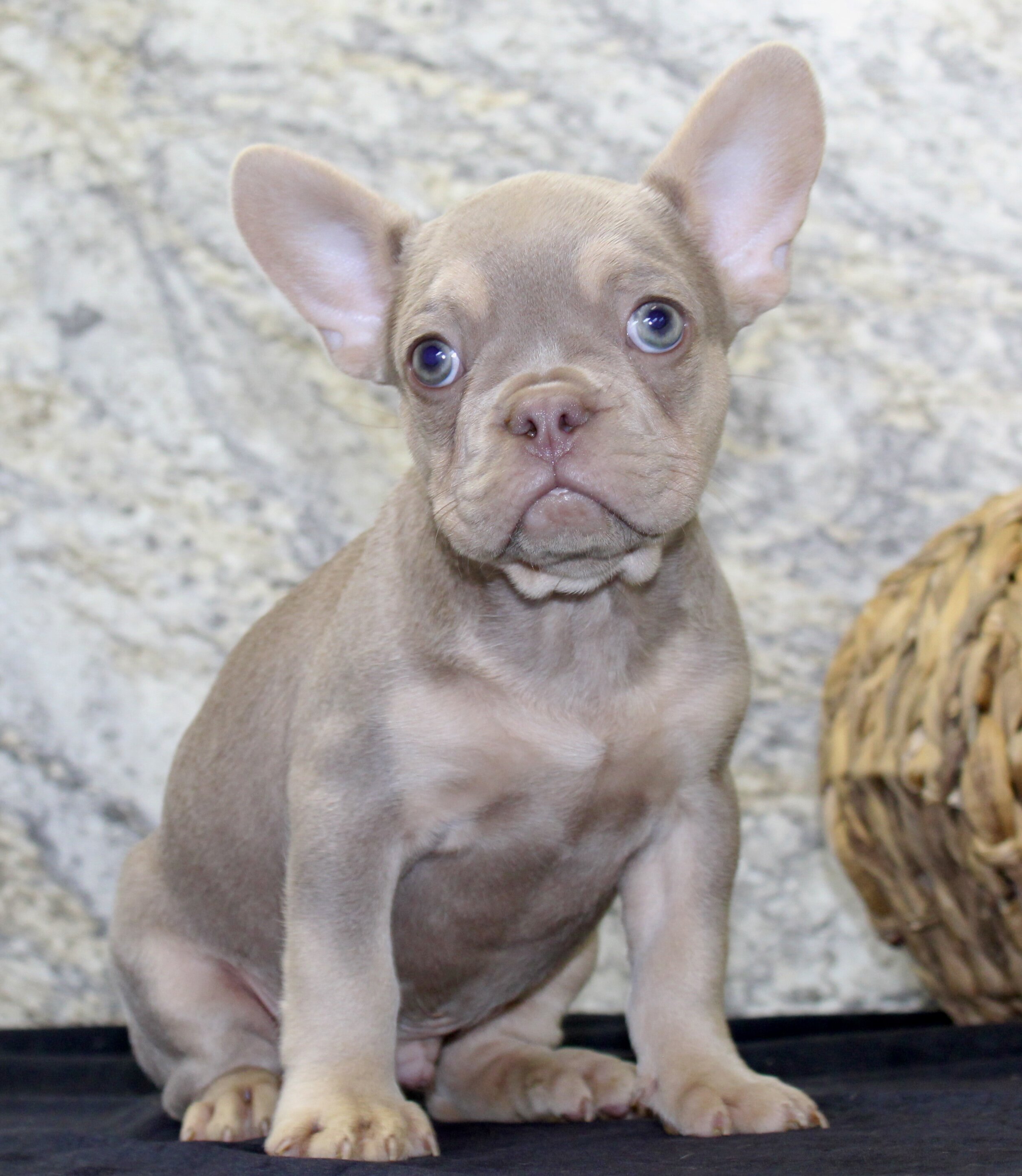 Dylan Male AKC French Bulldog image 4