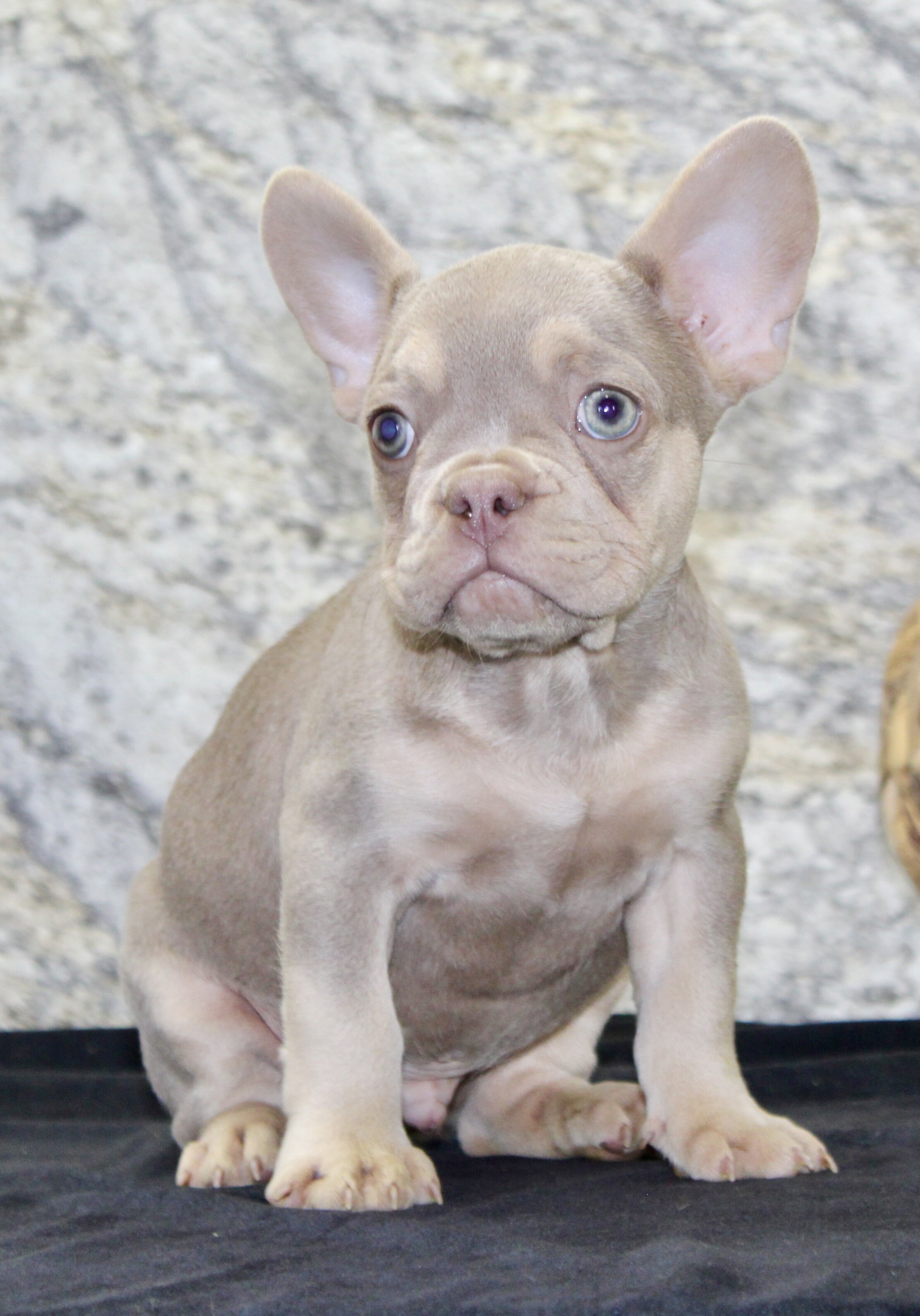 Dylan Male AKC French Bulldog image 3