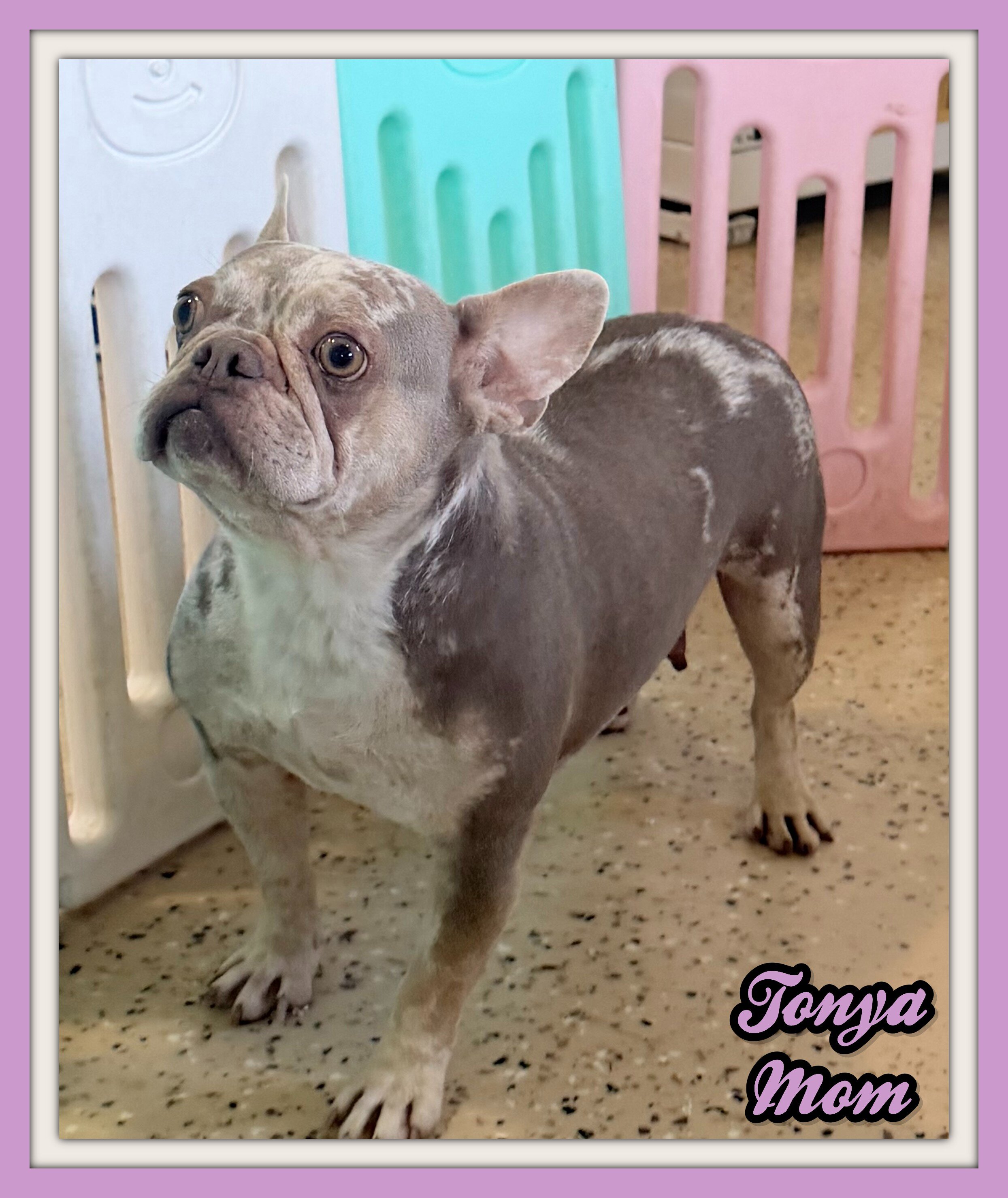 Dylan Male AKC French Bulldog image 6