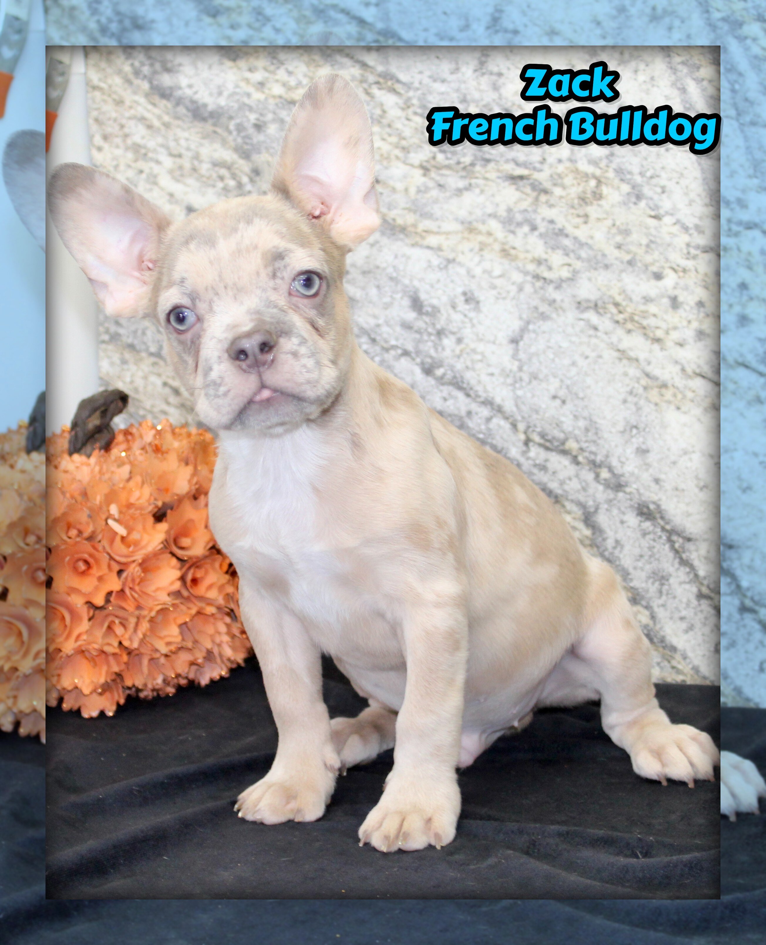 Zack Male AKC French Bulldog image 1