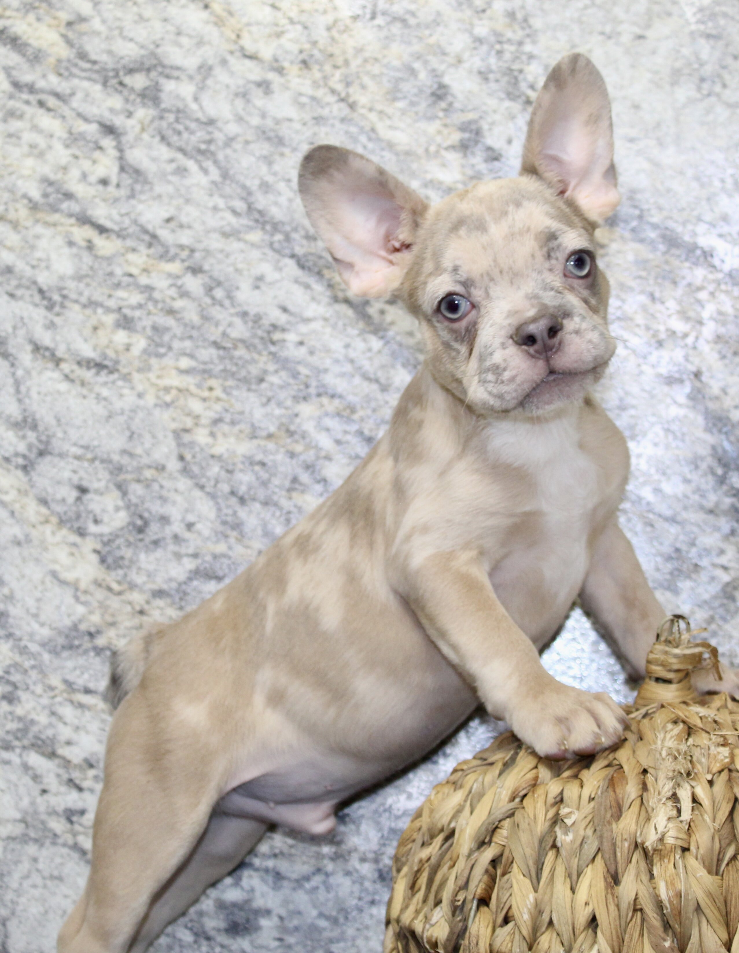 Zack Male AKC French Bulldog image 4