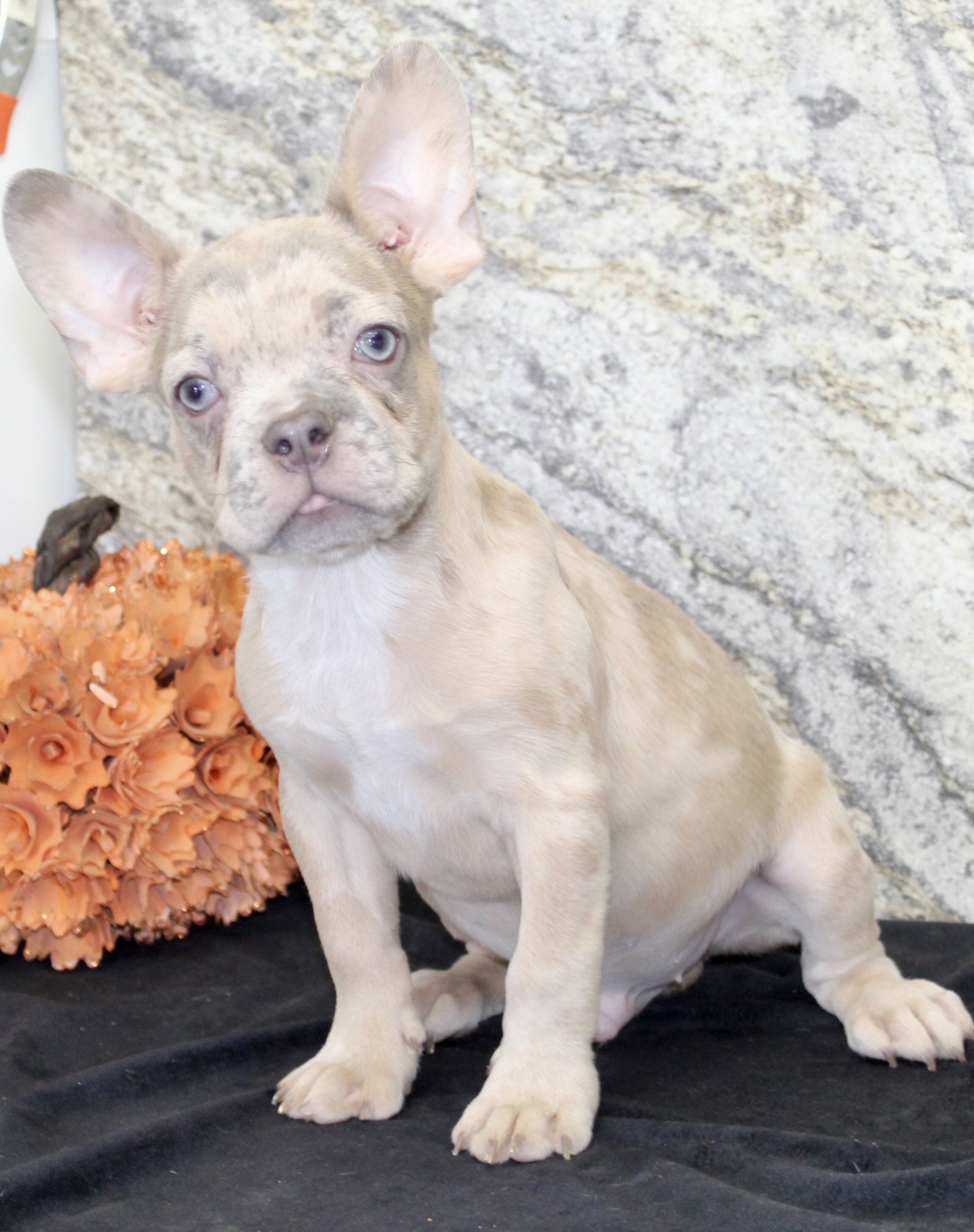 Zack Male AKC French Bulldog image 2