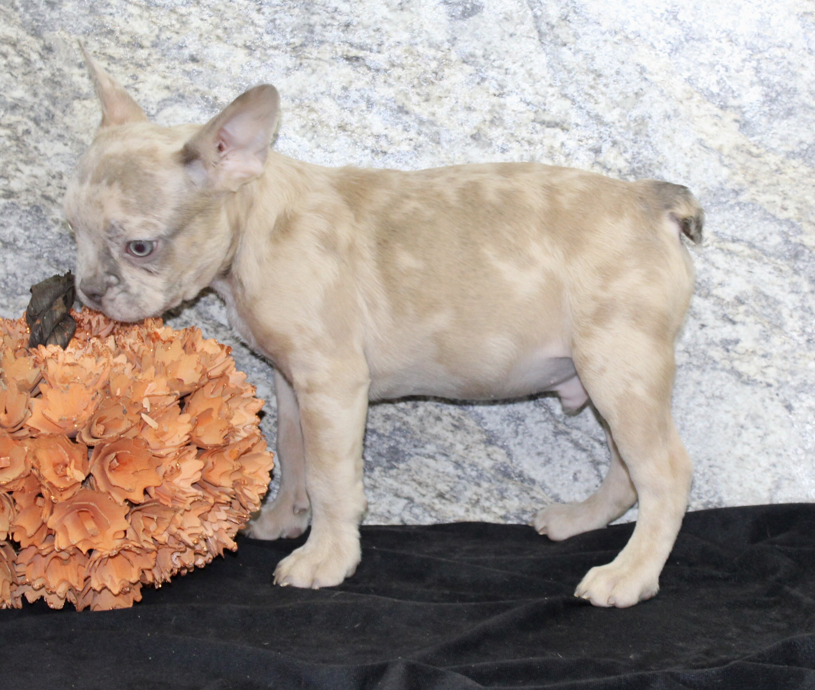 Zack Male AKC French Bulldog image 3