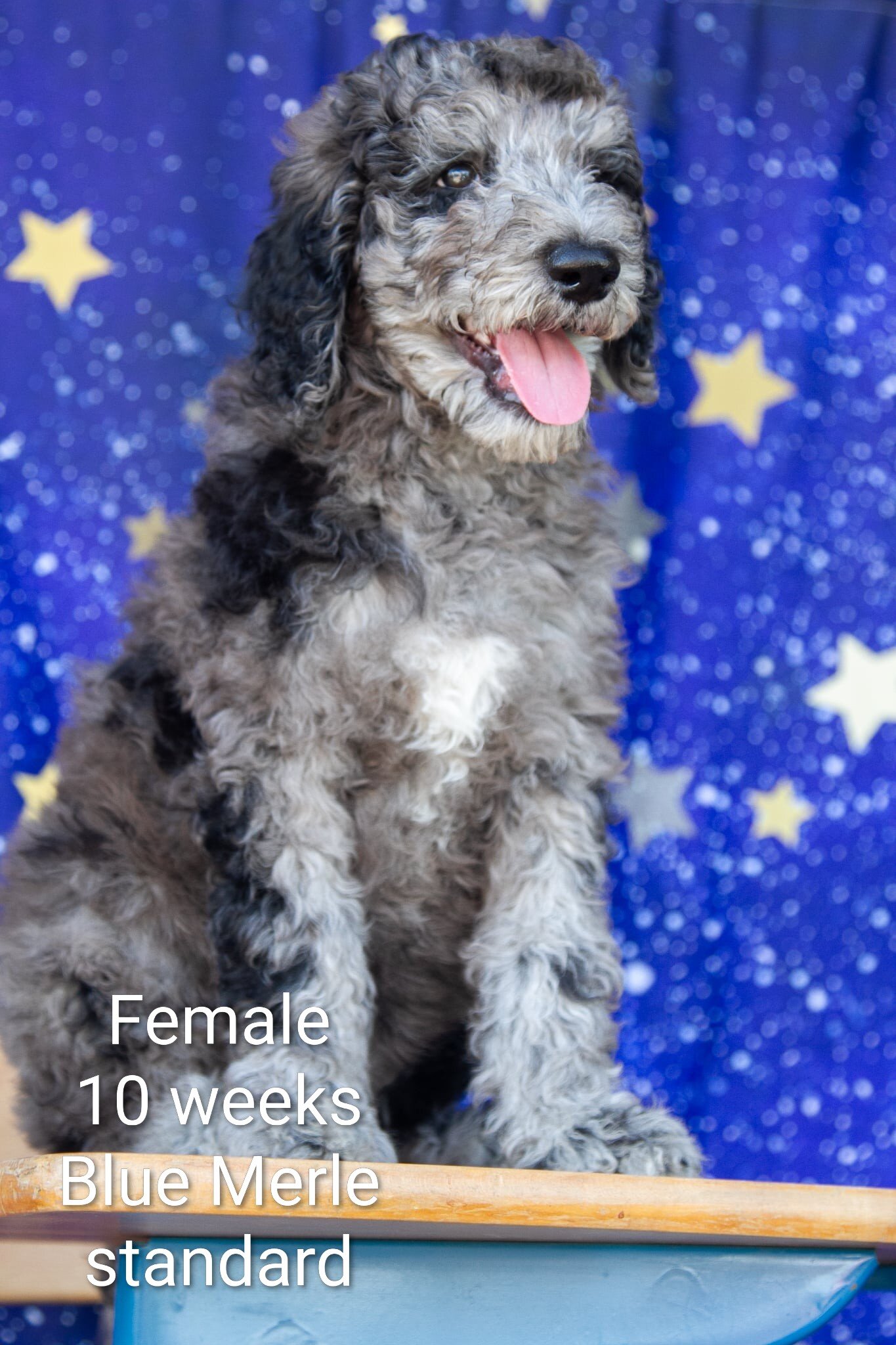 Parti Poodle Puppies ( Standard) 10 weeks old! image 2