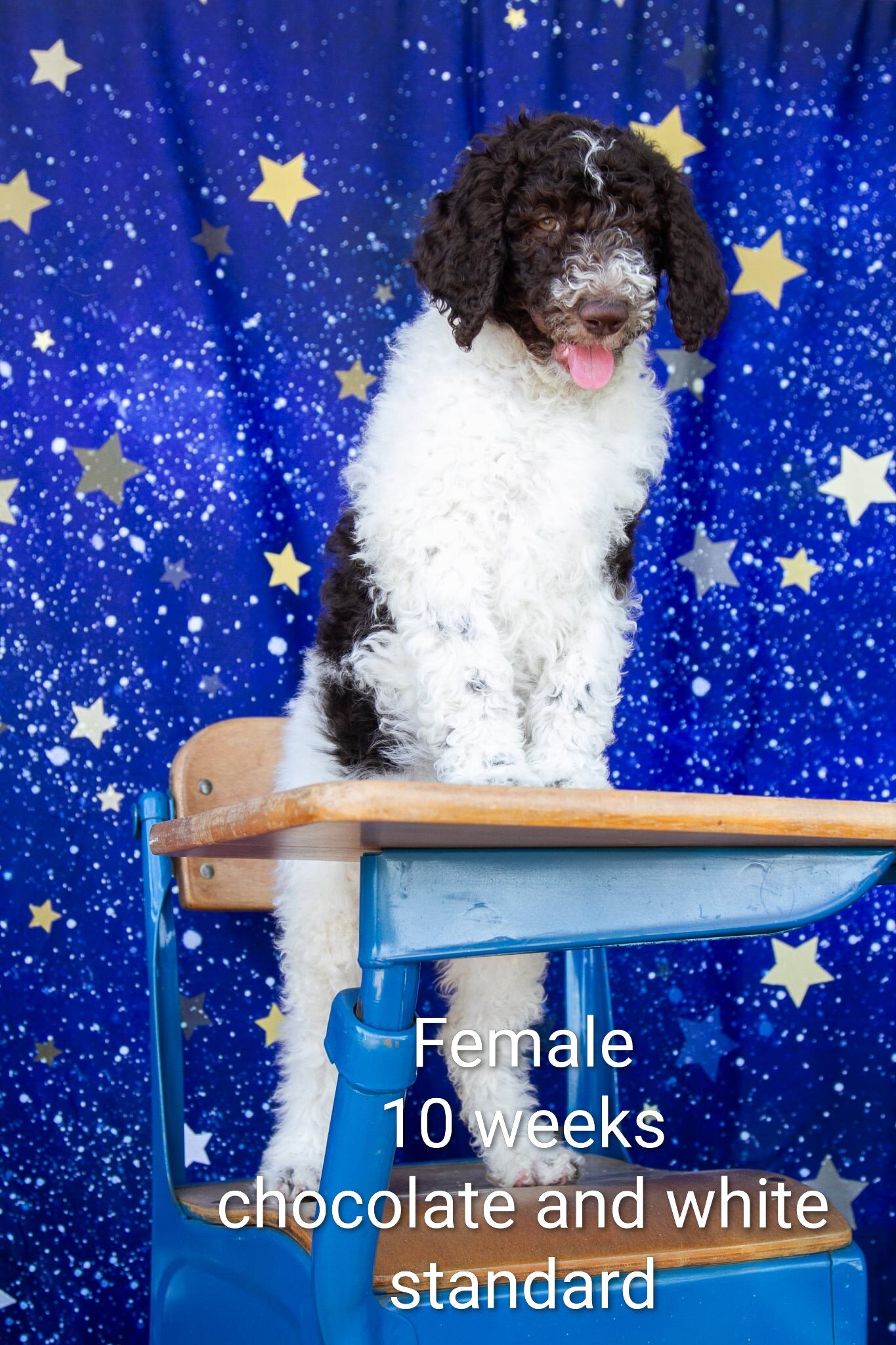 Parti Poodle Puppies ( Standard) 10 weeks old! image 1