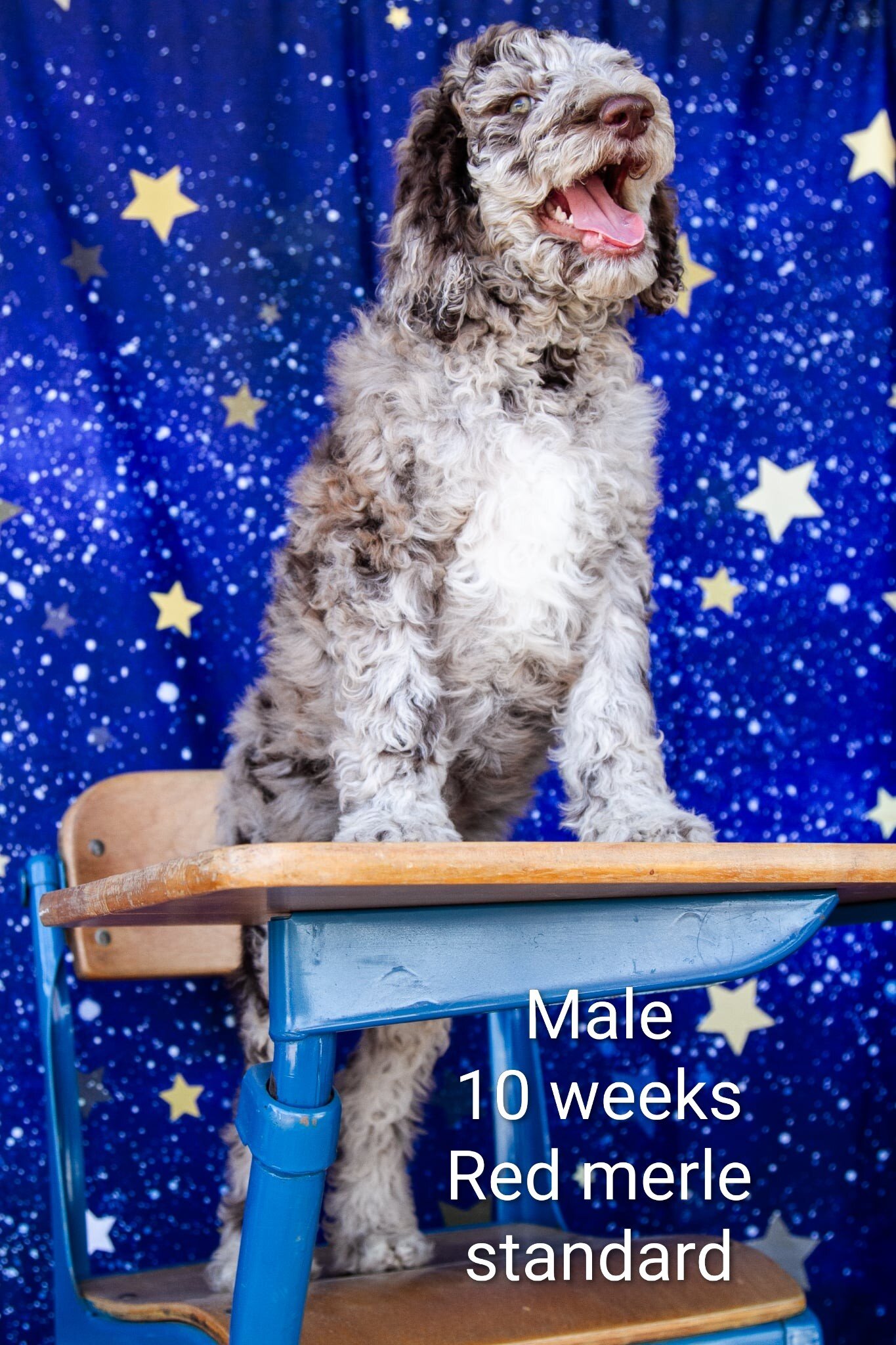 Parti Poodle Puppies ( Standard) 10 weeks old! image 3