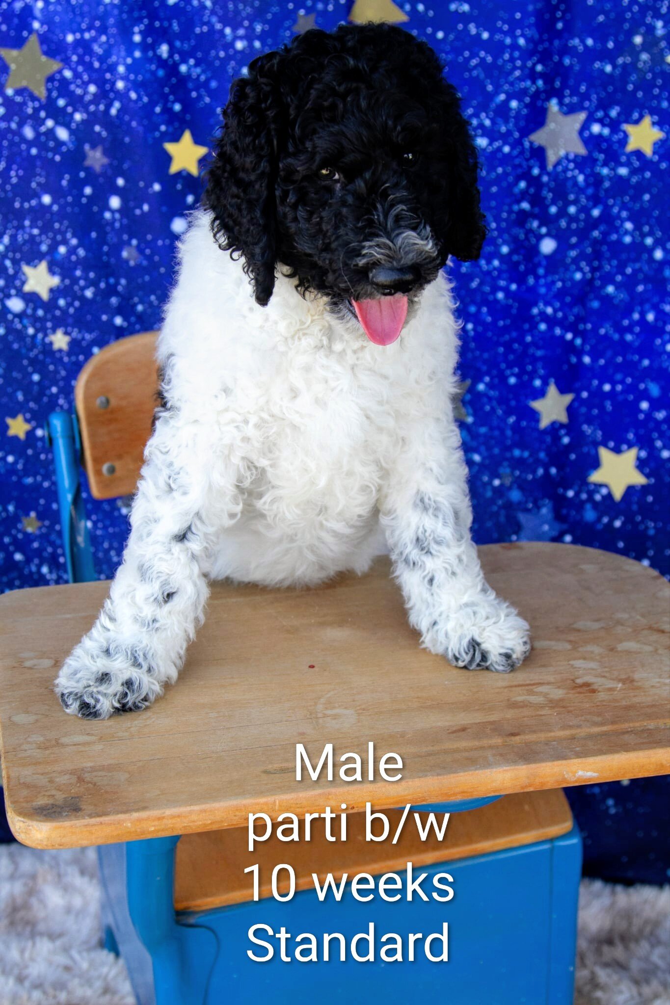 Parti Poodle Puppies ( Standard) 10 weeks old! image 4