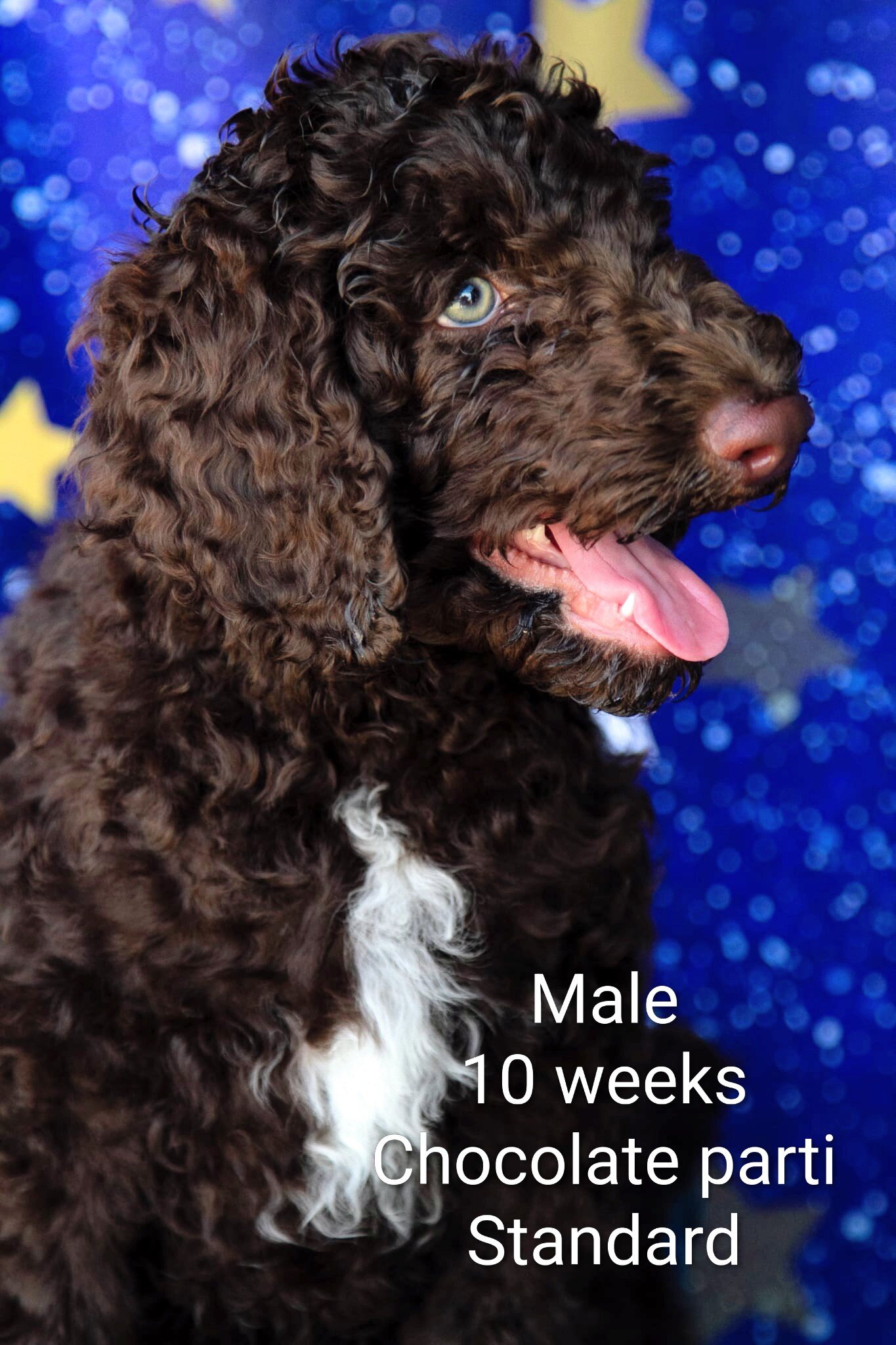 Parti Poodle Puppies ( Standard) 10 weeks old! image 5