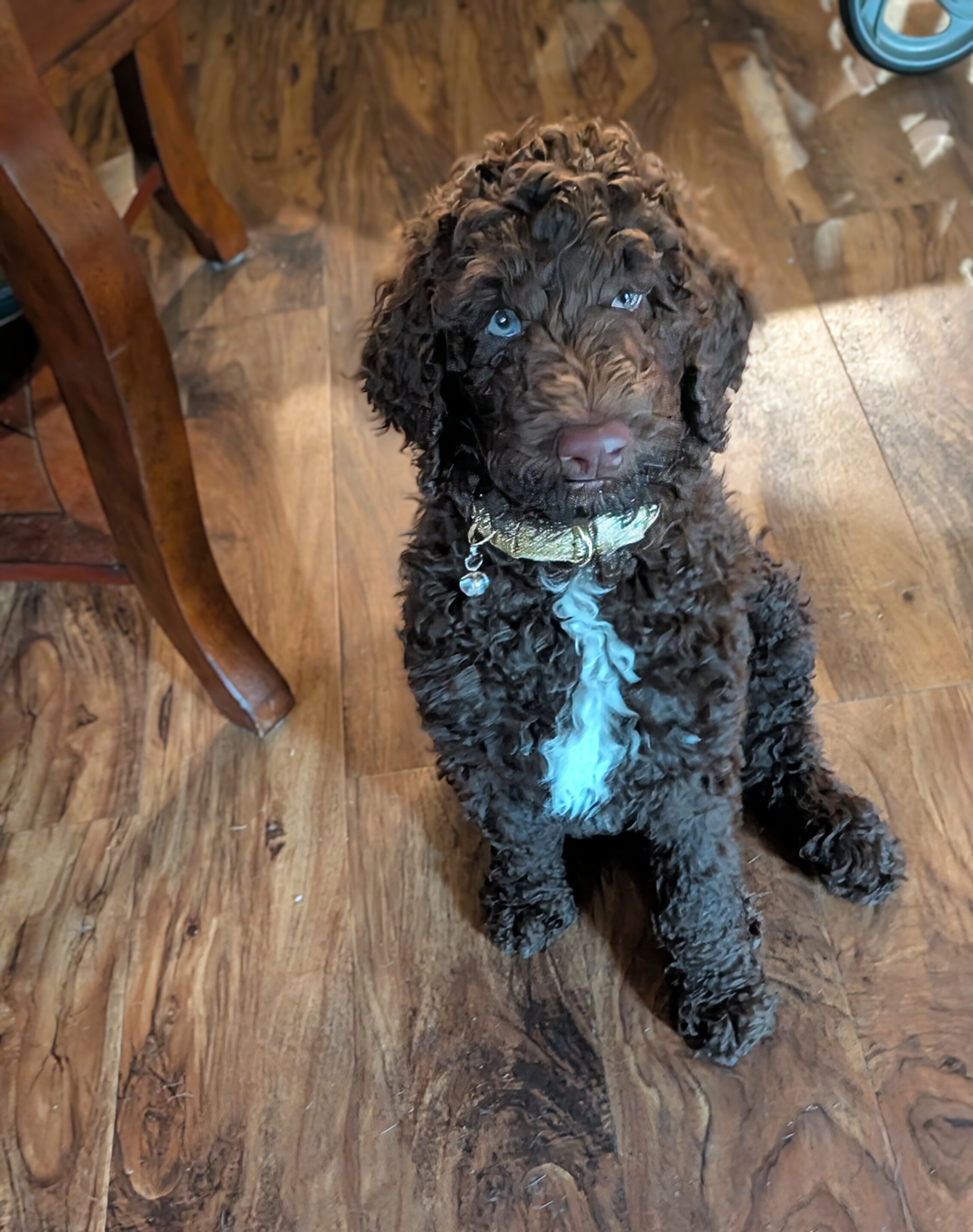 Rare Parti Poodle Puppies Standard 10 weeks old! image 7