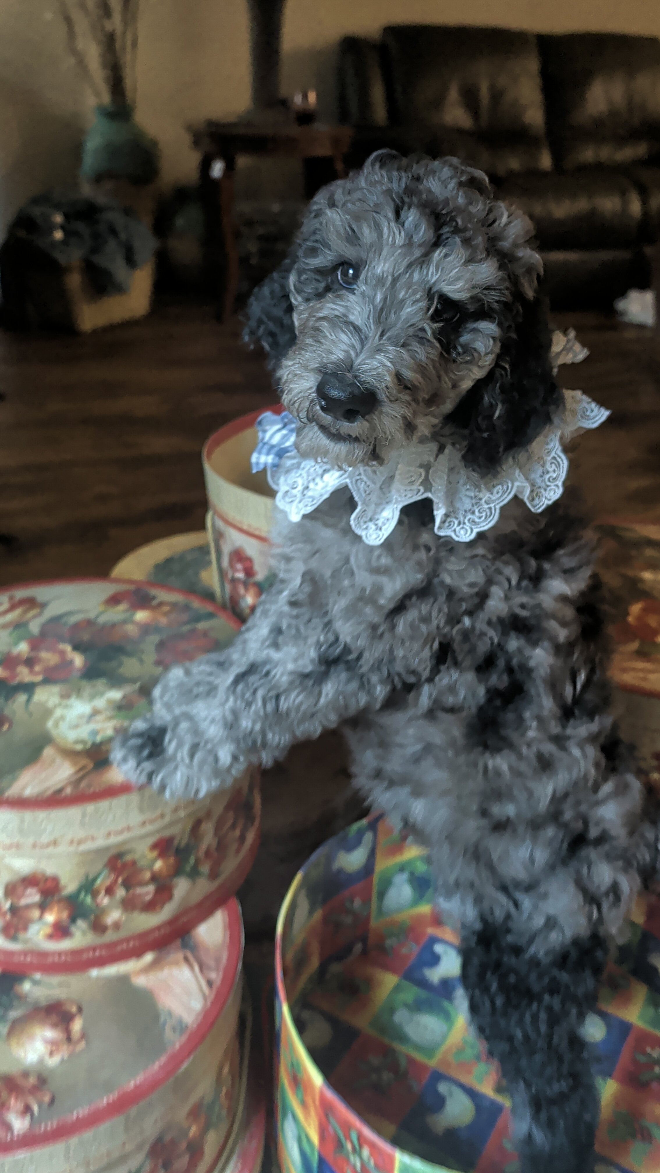 Rare Parti Poodle Puppies Standard 10 weeks old! image 8