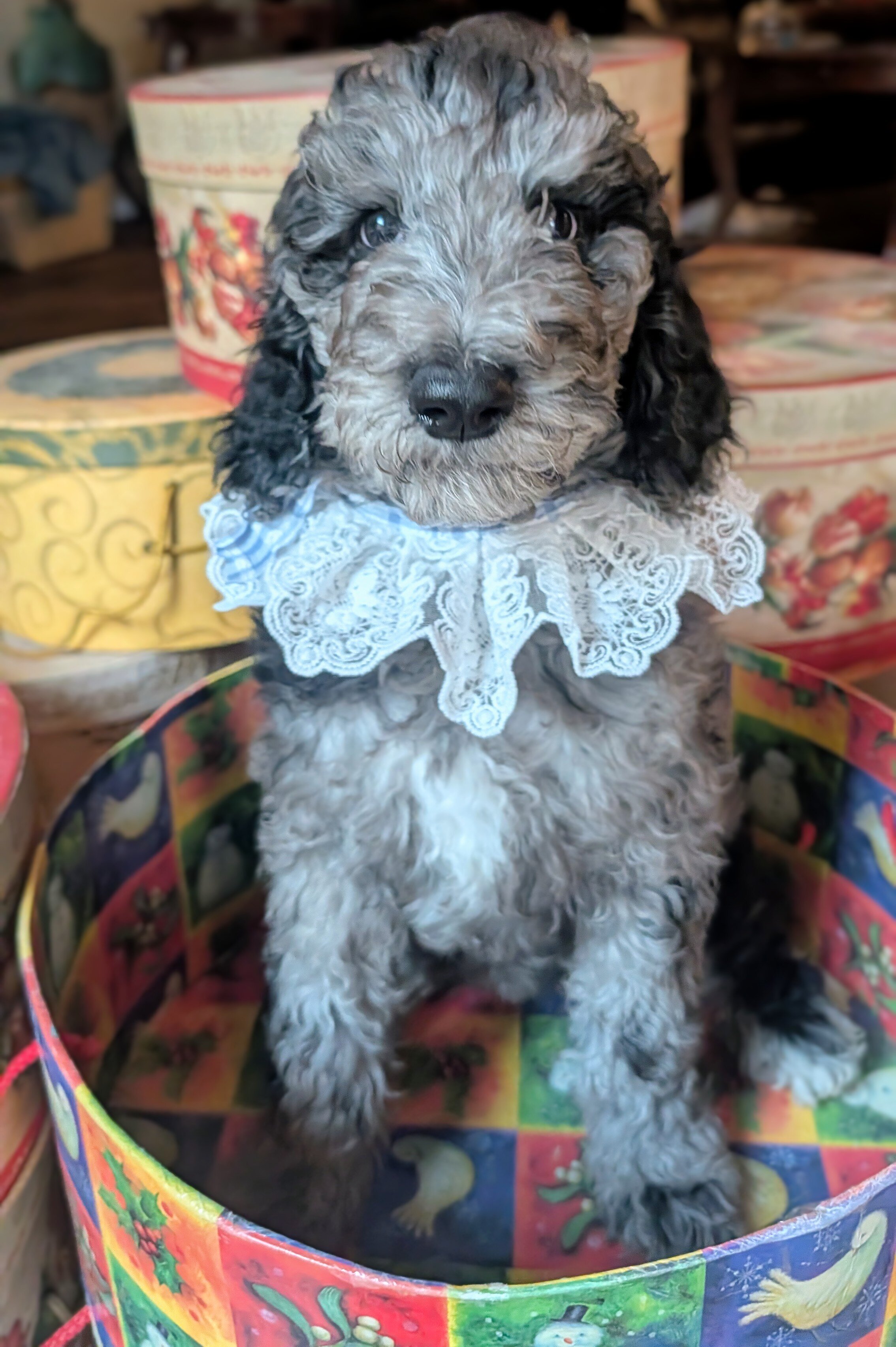 Rare Parti Poodle Puppies Standard 10 weeks old! image 9