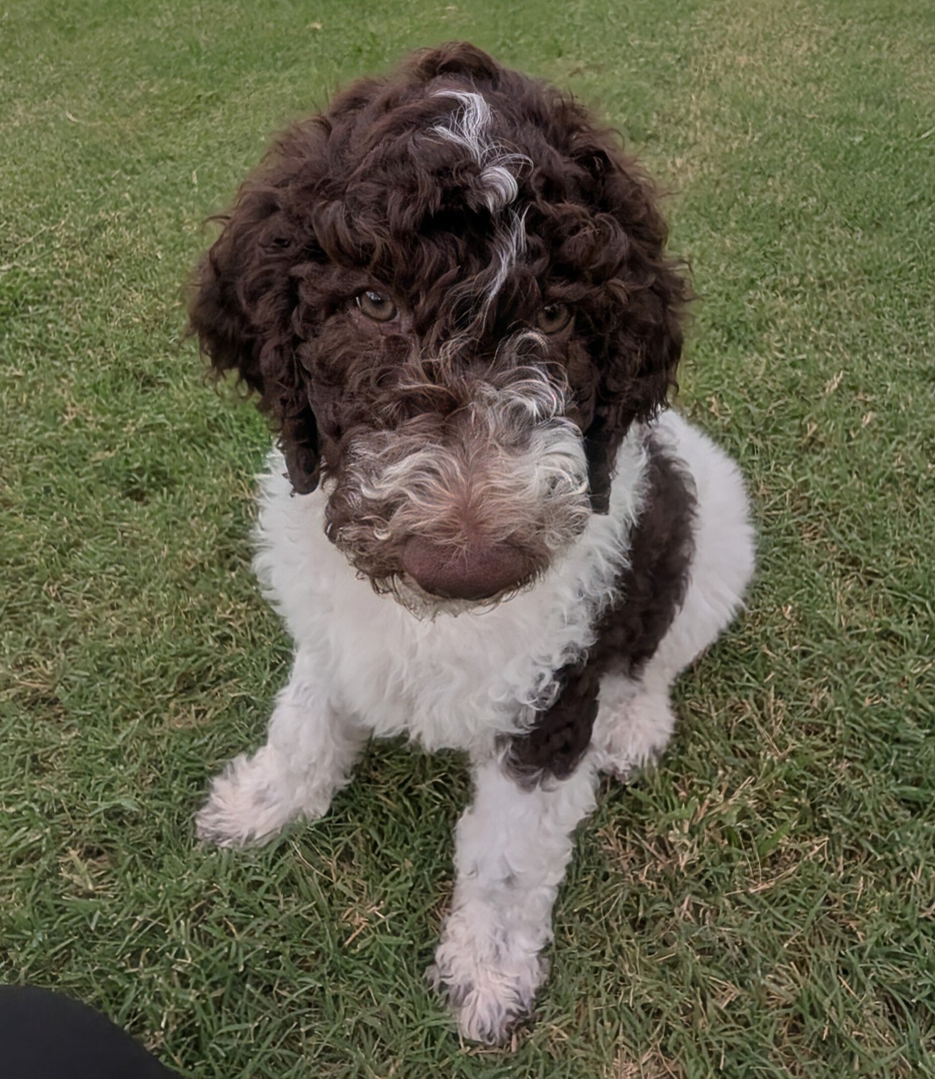 Rare Parti Poodle Puppies Standard 10 weeks old! image 10