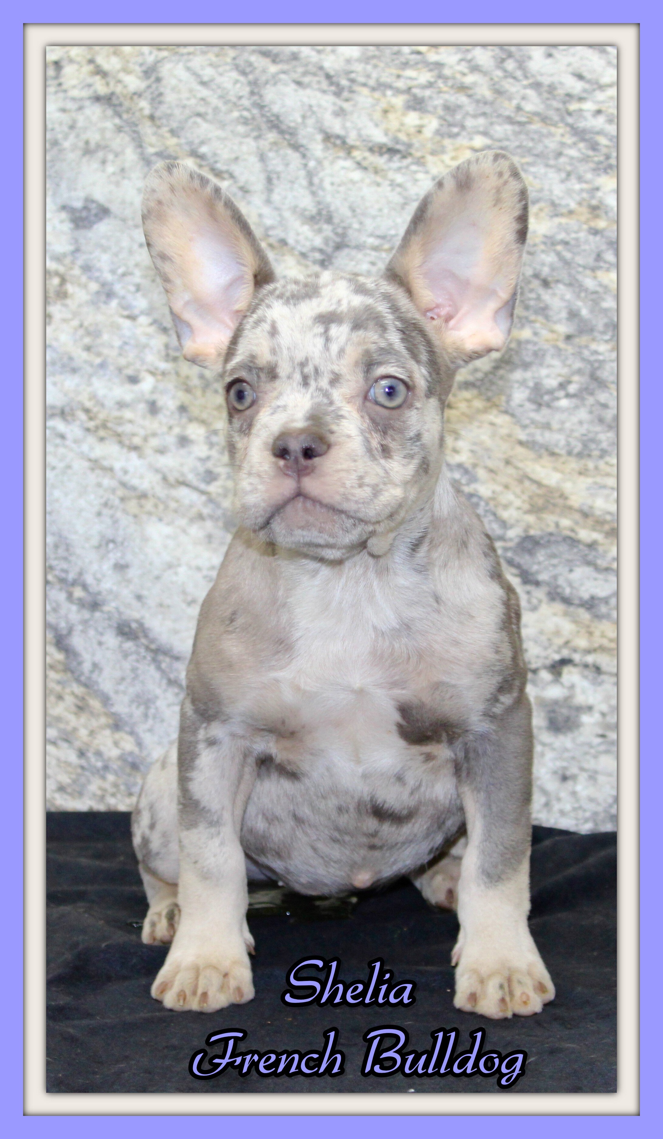 Shelia Female AKC French Bulldog image 1